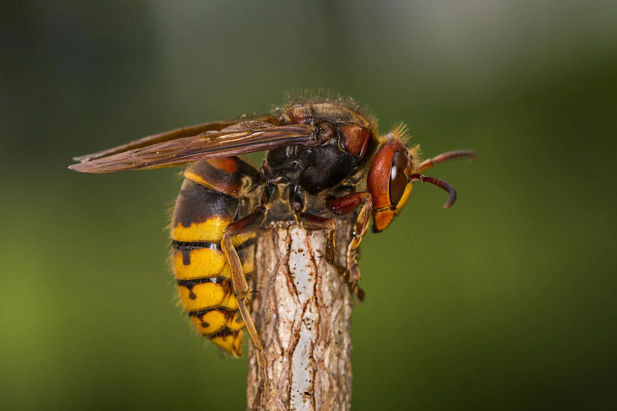 european-hornet-vespa-crabro-istock-Simon002.jpg