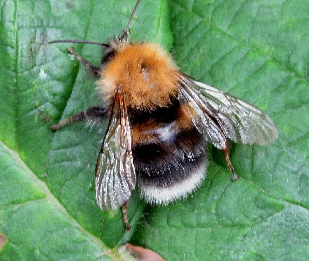Swarms — Newbury & District Beekeepers Association