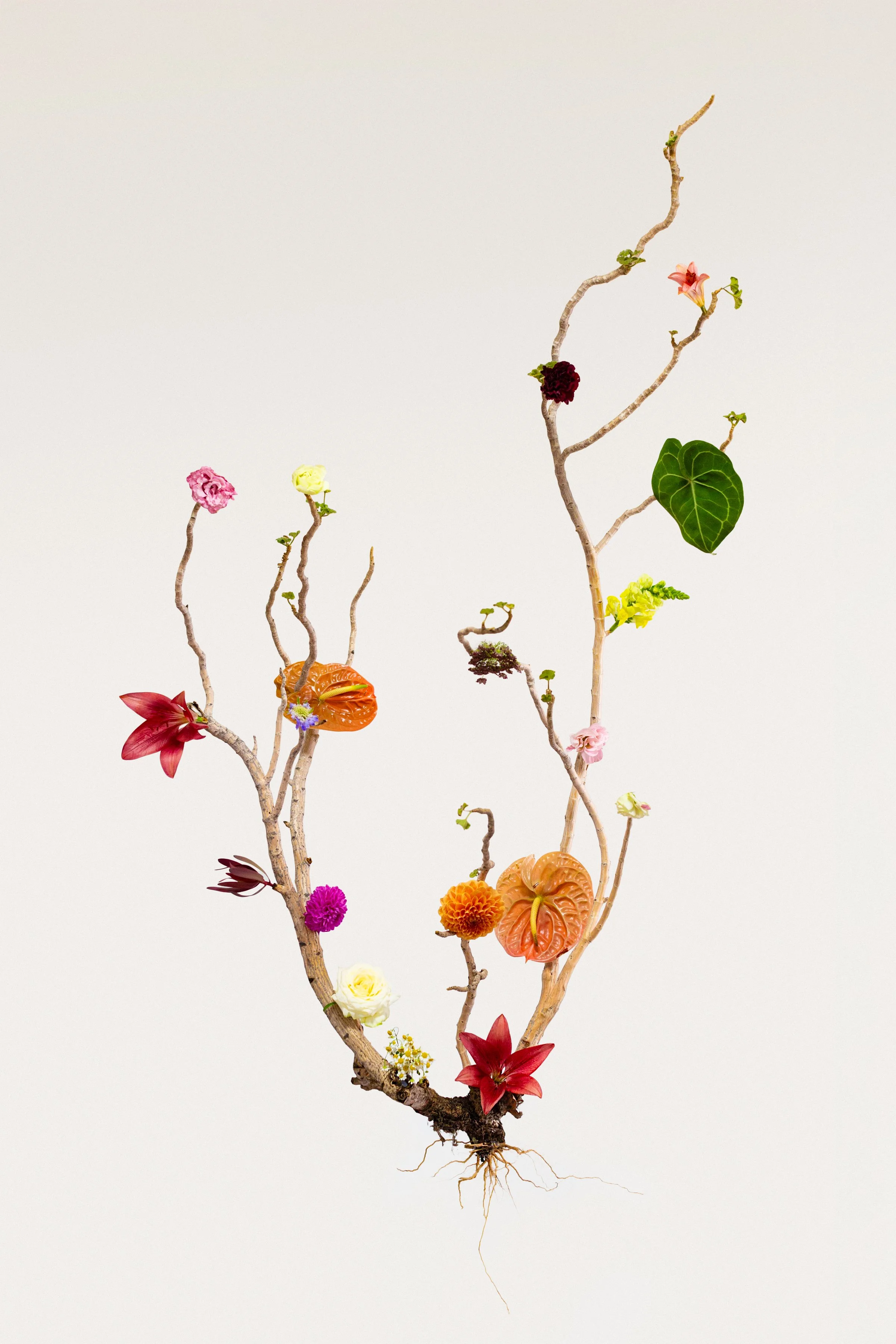 01-F&R_SubiBlooms_2025.jpg