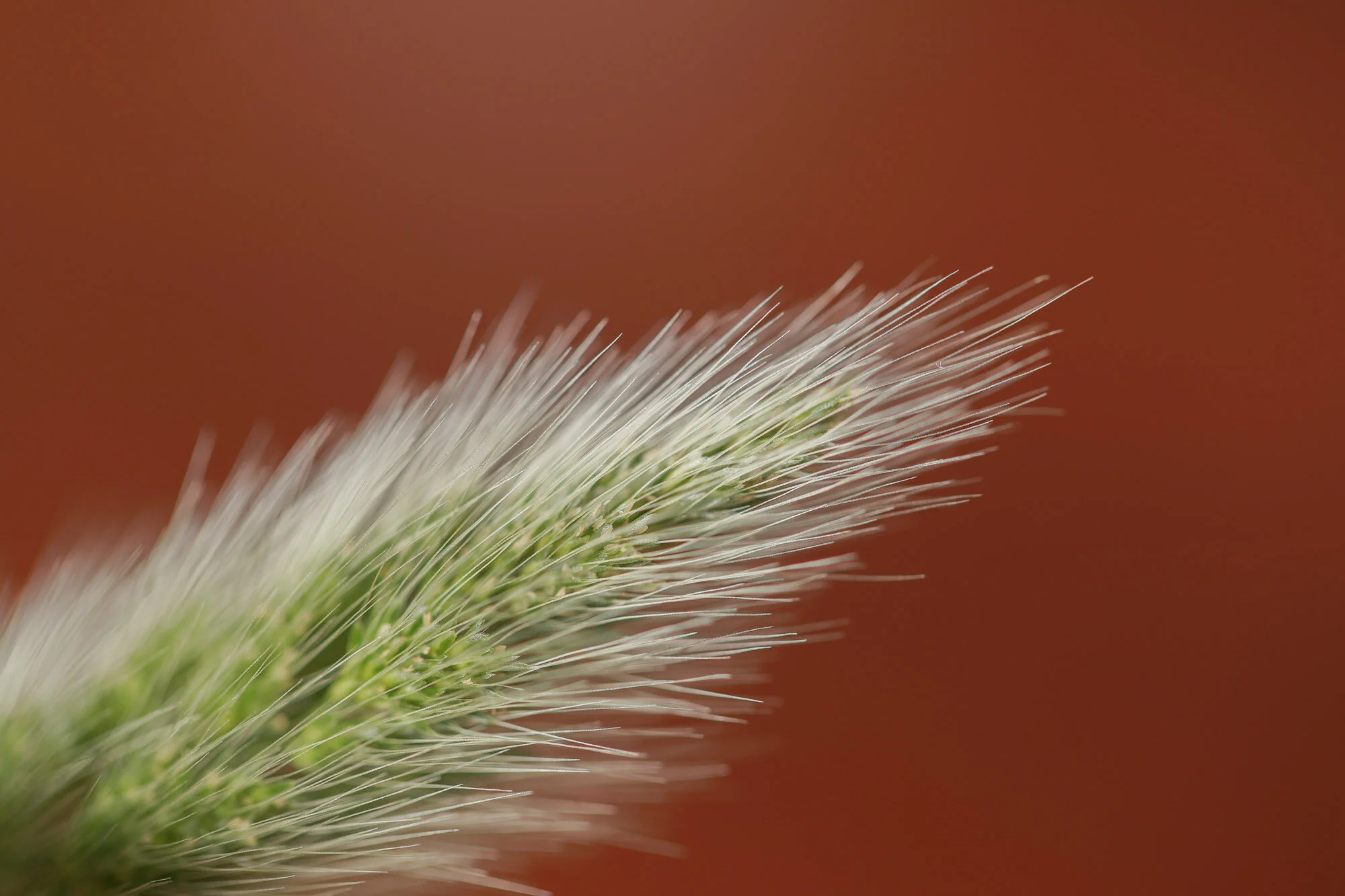 Gros plan d'une fleur ou d'une graminée avec des poils fins blancs sur un fond marron