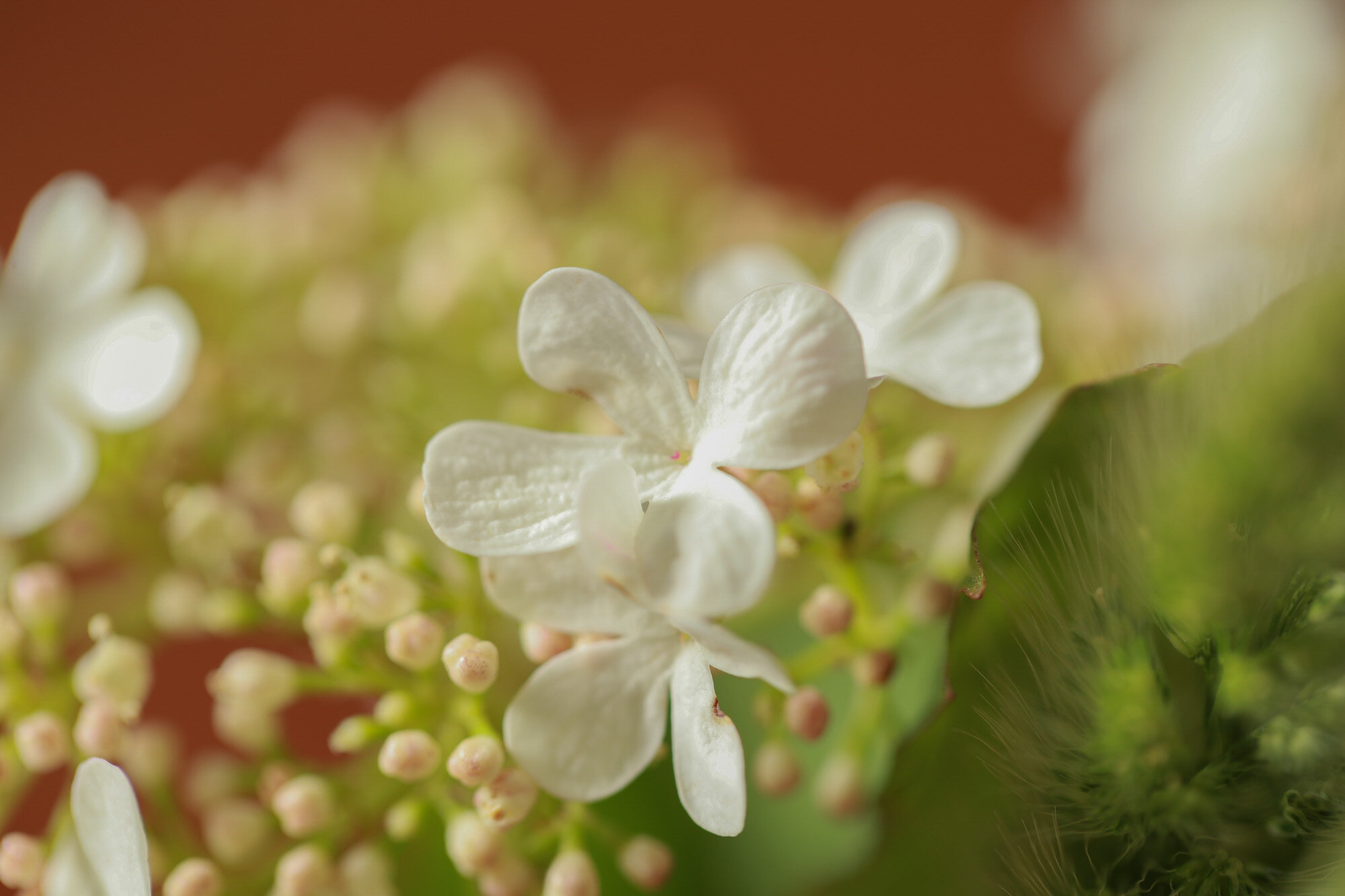 Gros plan d'une fleur blanche avec de petites fleurs roses et du feuillage vert.