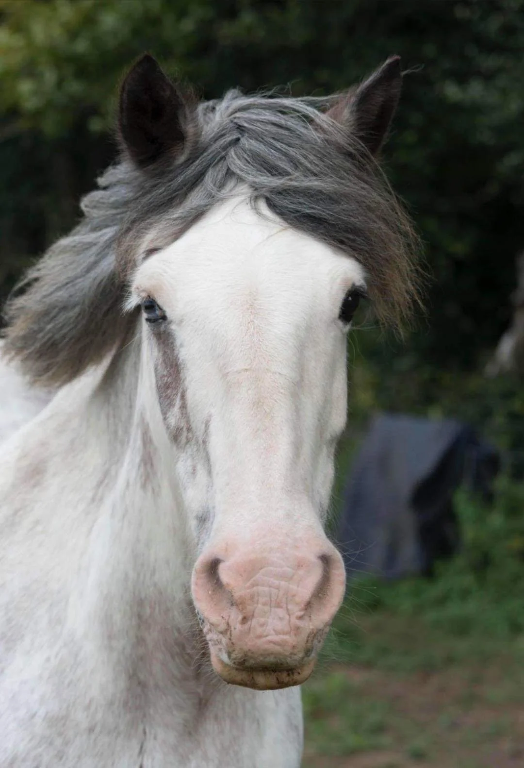Close-up of a white horse with a gray mane, standing outdoors with blurred greenery in the background.