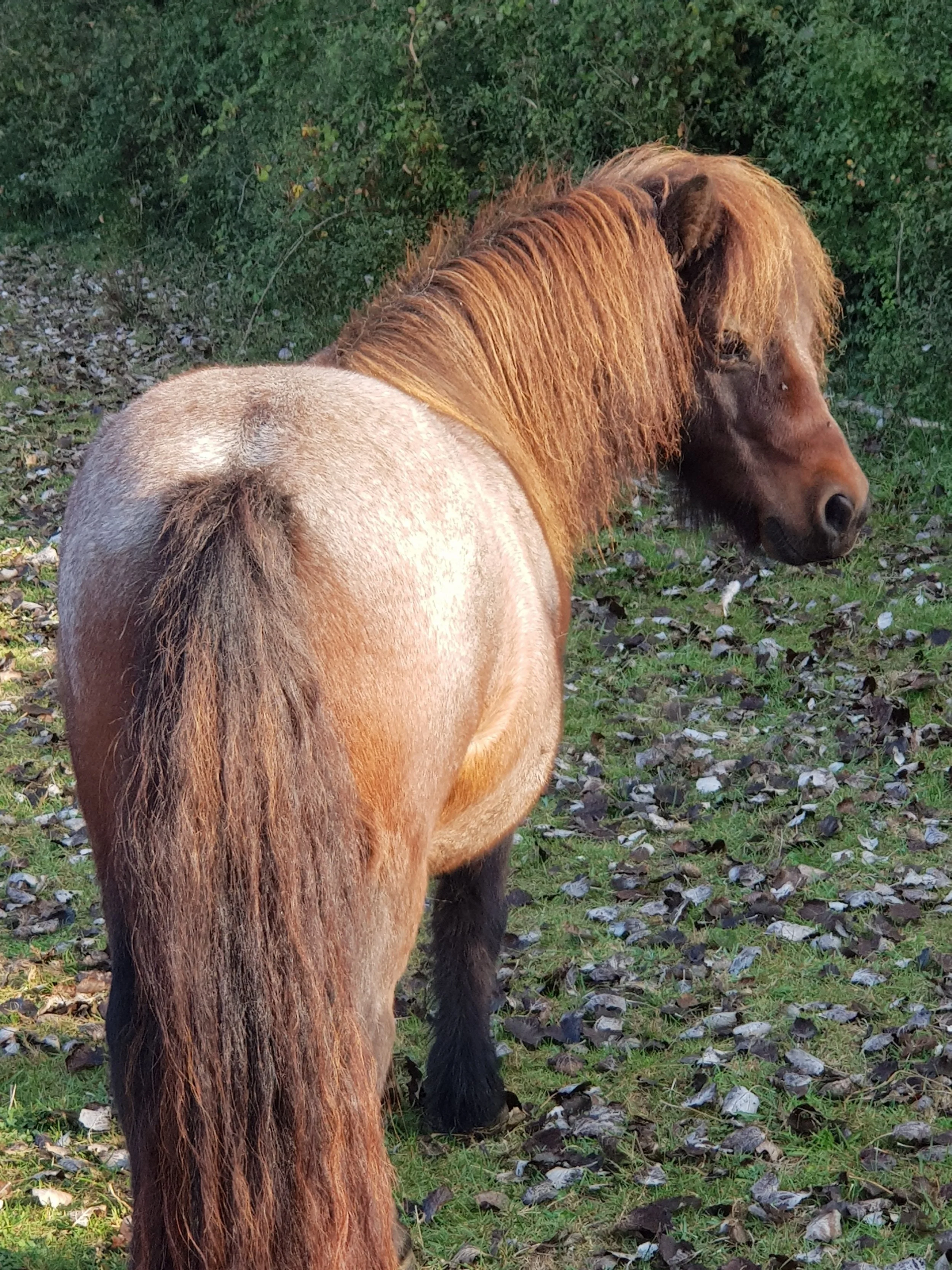 A brown horse with a dark mane standing on grass with fallen leaves, facing to the right with a background of green bushes.
