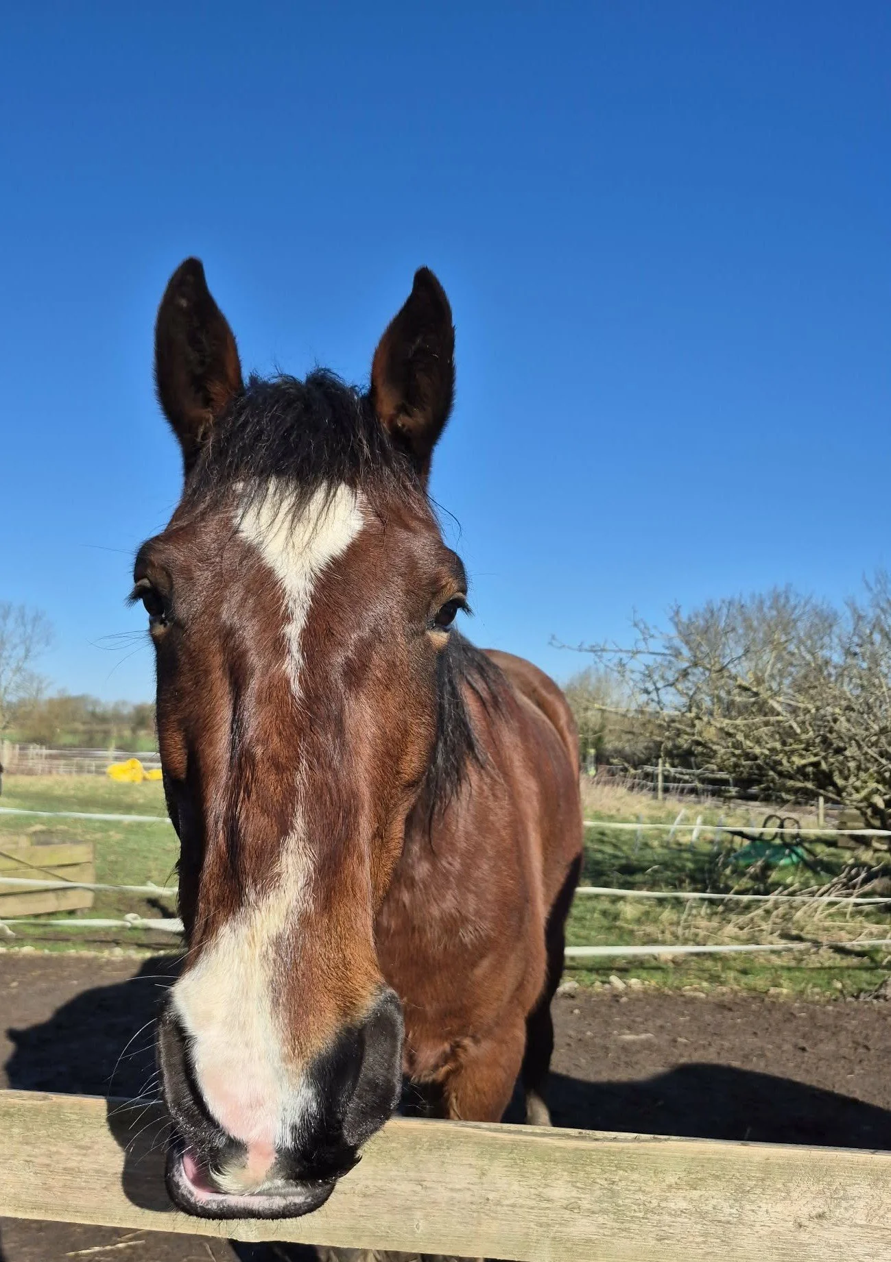 A brown horse with black mane and tail standing on muddy ground in a fenced outdoor area on a sunny day.