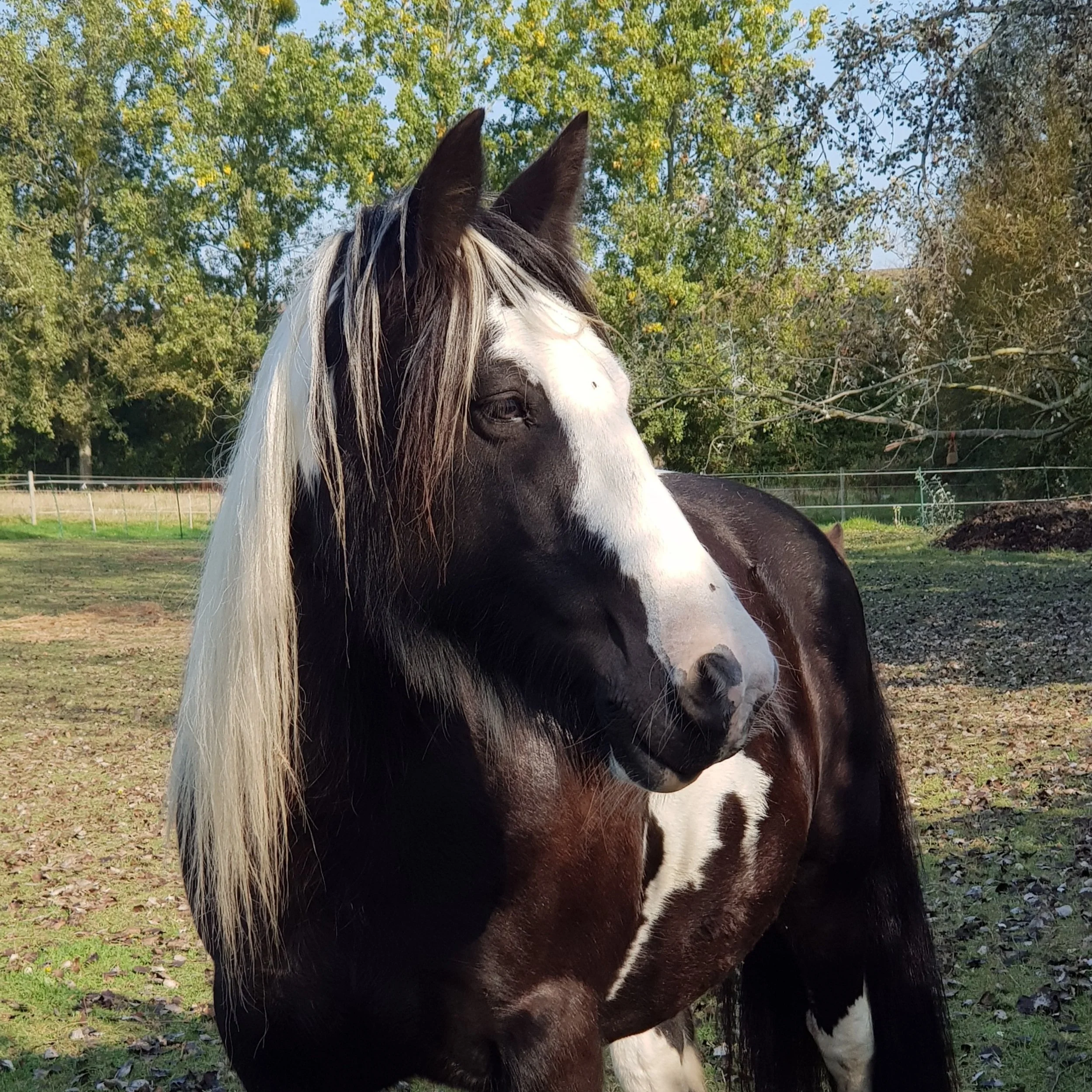 A black and white horse with a white blaze on its face standing in a grassy field with trees in the background.