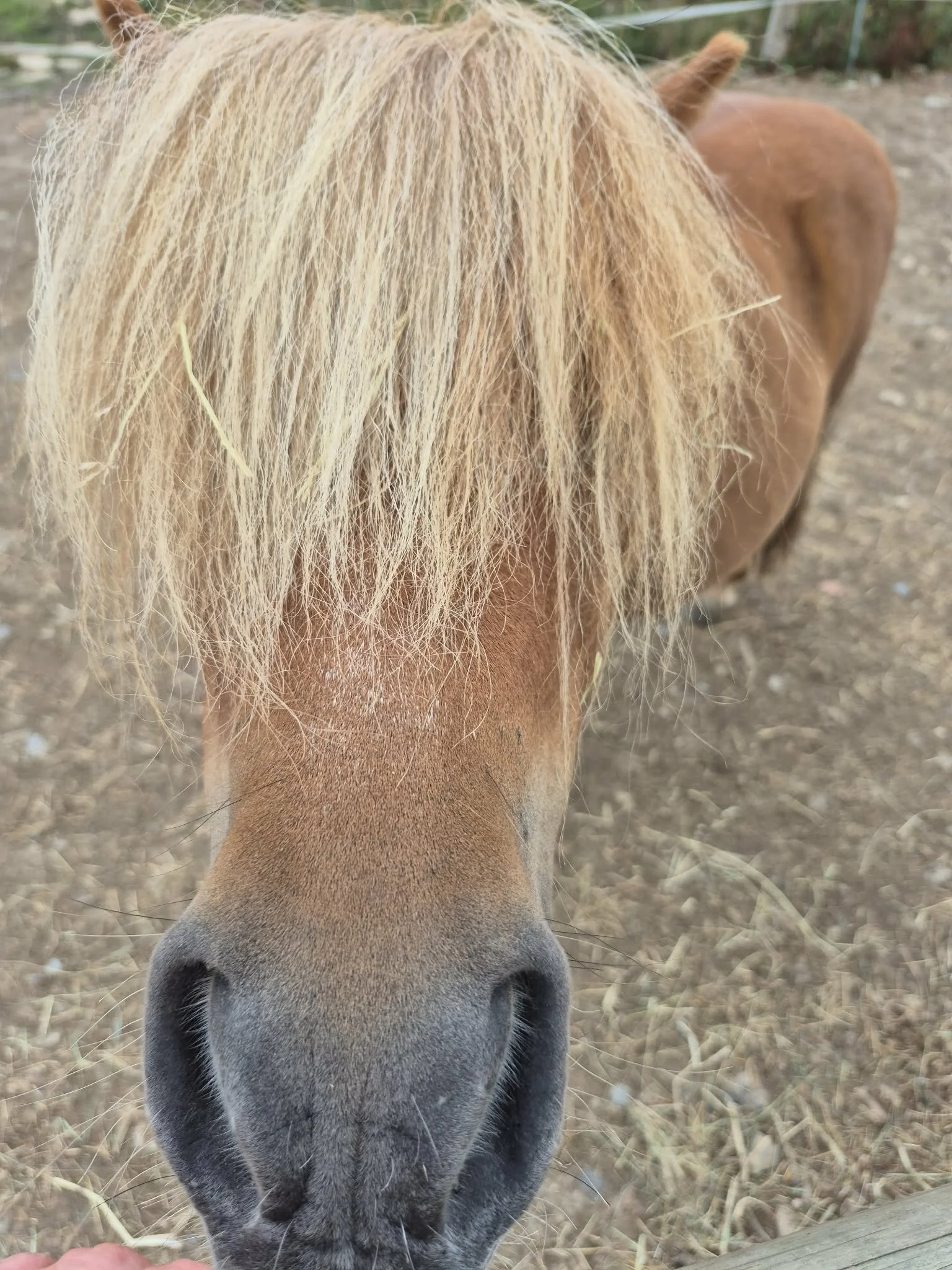 A close-up of a brown pony with long blonde hair covering one eye, standing outdoors near a wooden shed.