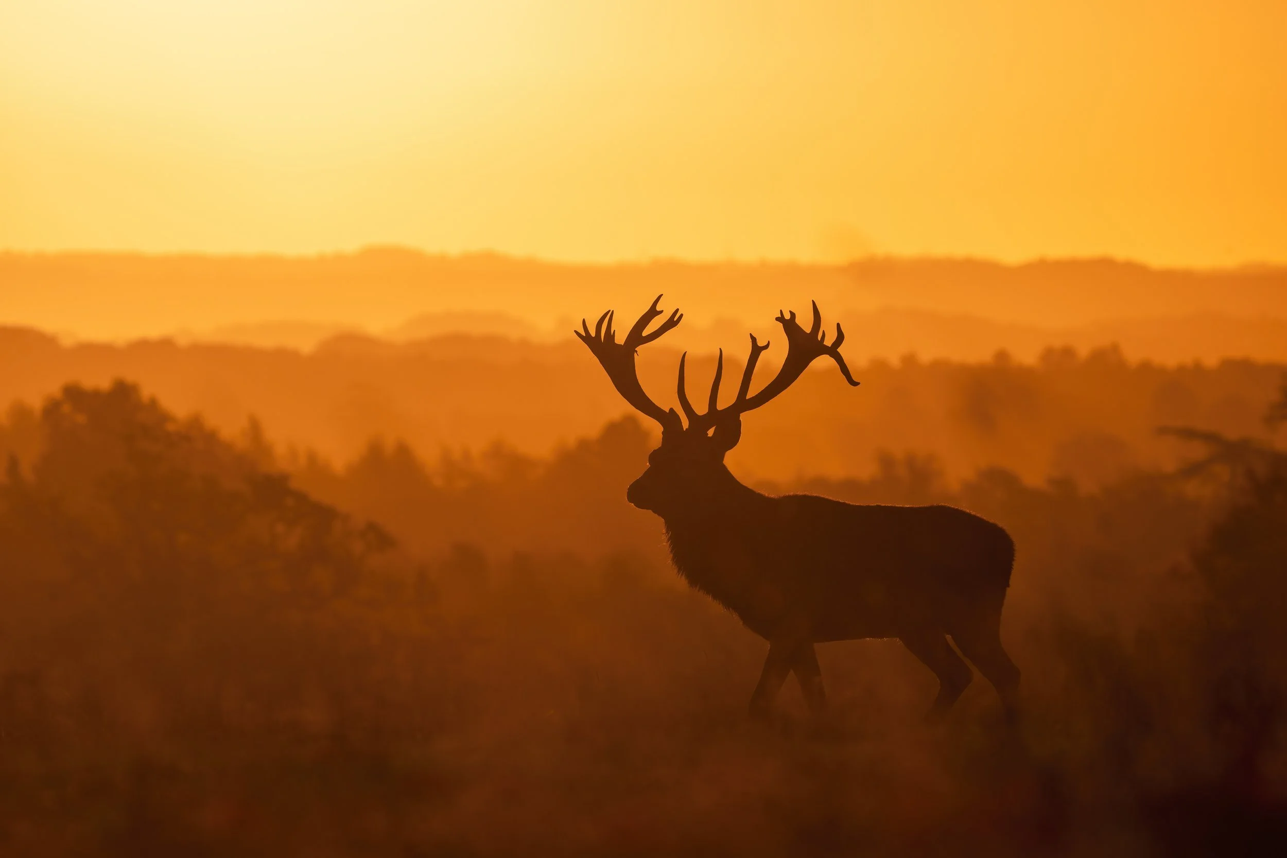 The deer Rut