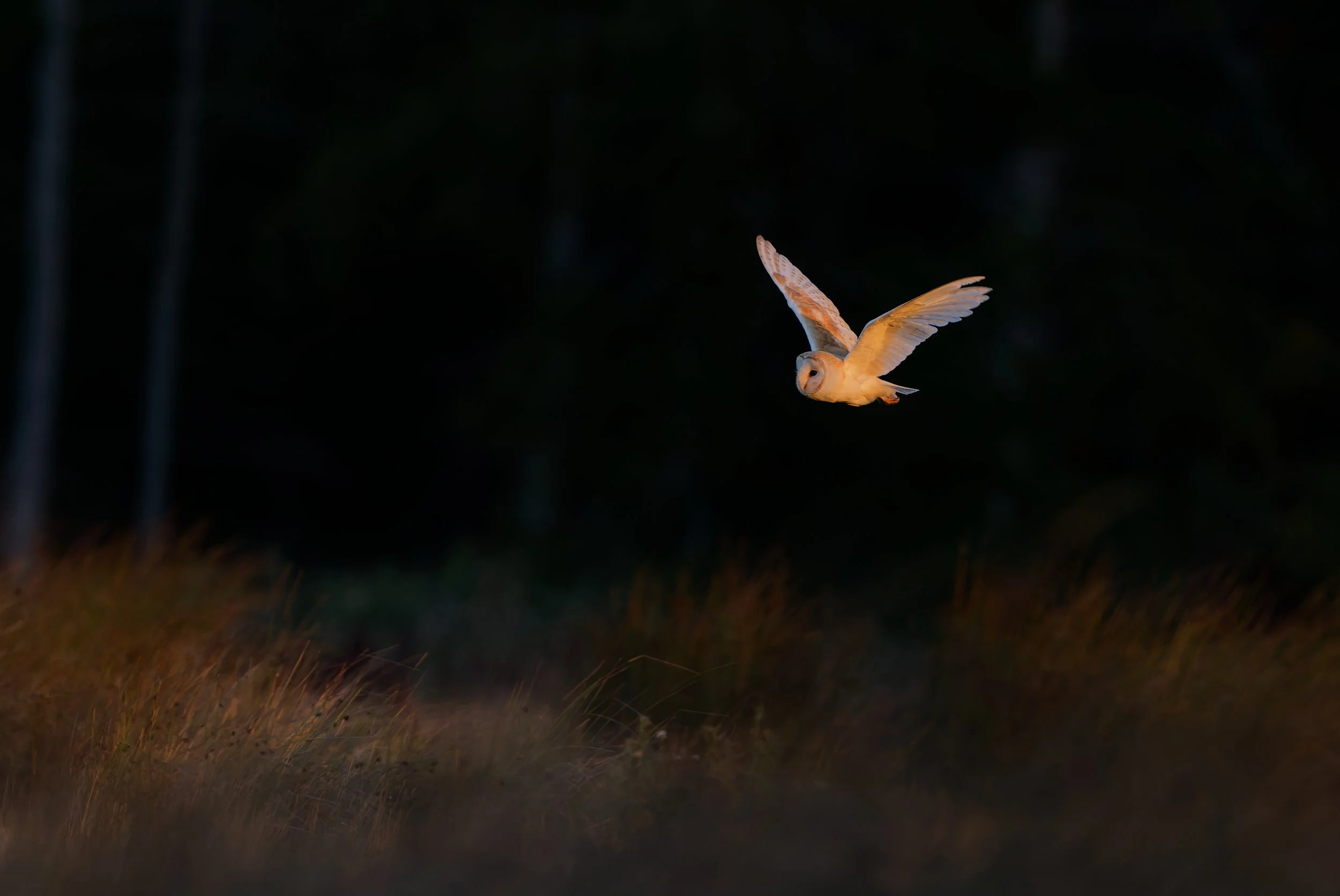 owls at dawn