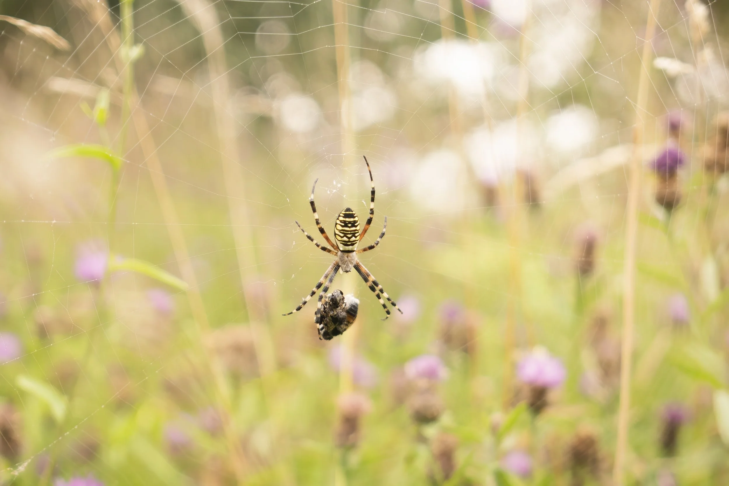 JPP-2020-08-001-Fields Hanslope-314.jpg