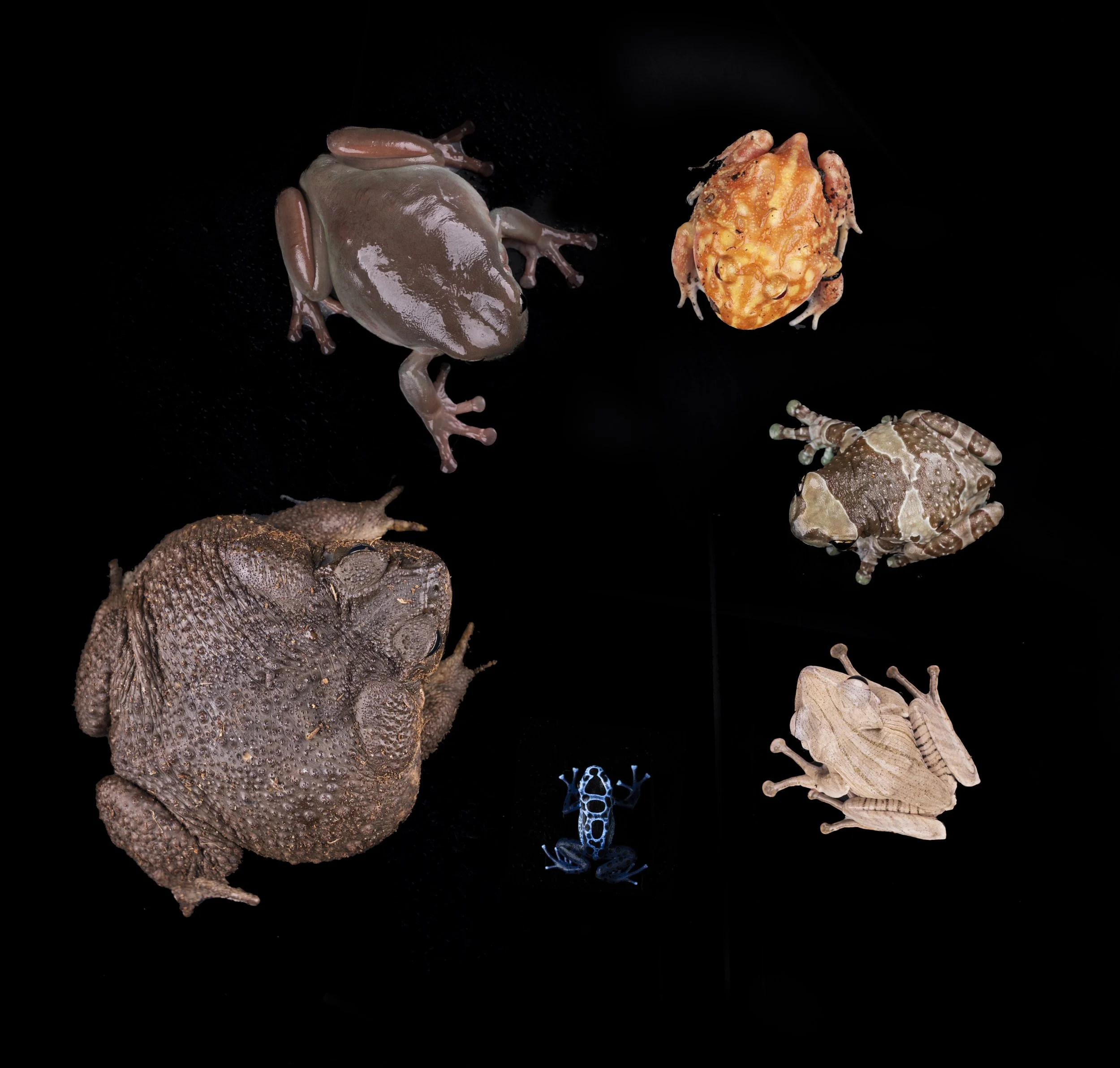 Frog Gallery.jpg