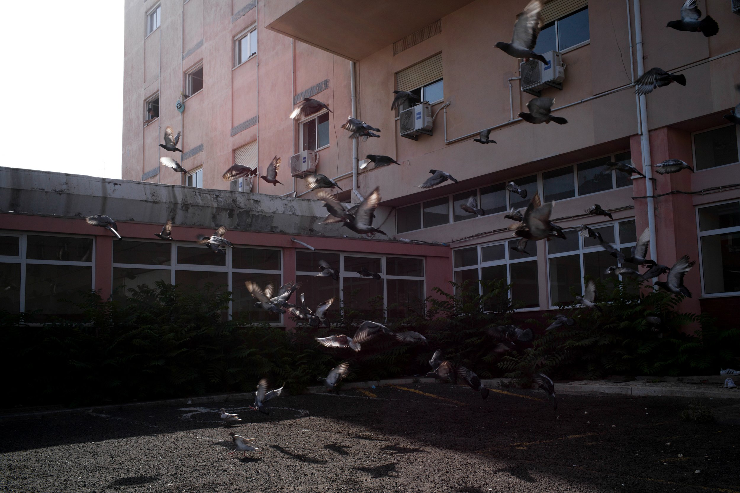  Pidgeons fly in the entrance to the former military Hospital of Ajuda, Lisbon, Portugal, where students and staff of the Afghanistan National Institute of Music lived in for 8 months. July 2022 