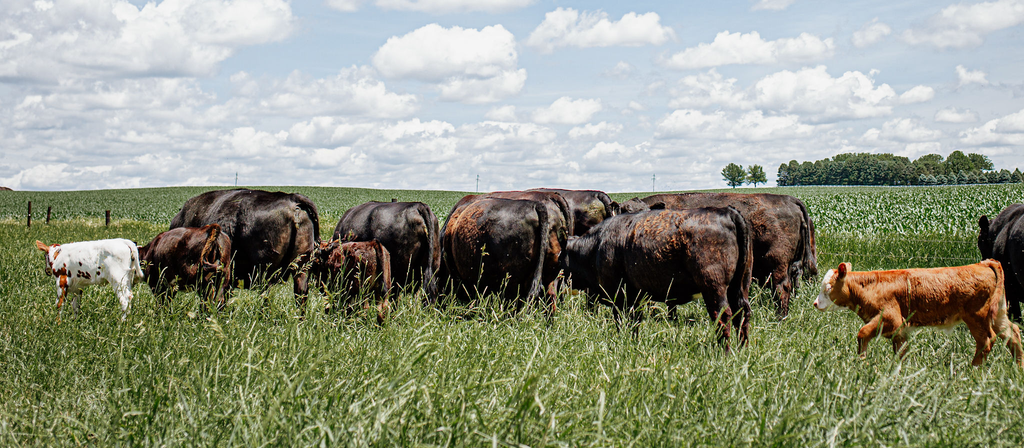 Why Beef Prices Are So High&nbsp;and What It Means for Iowa