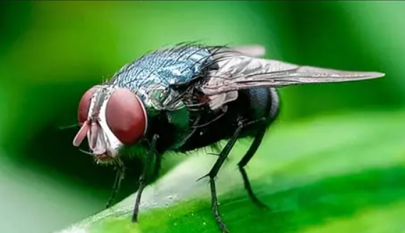 The New World Screwworm: Should You Be Worried?