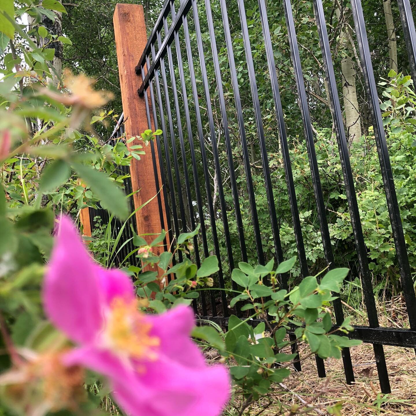 Wild flowers, cedar posts and ornamental iron.  Not a bad way to spend the day in Bearspaw