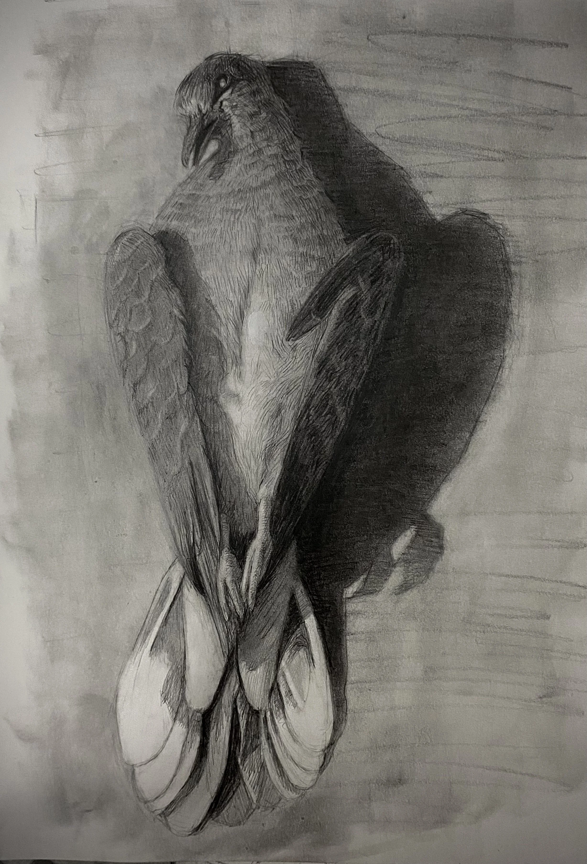 There Was No Time for the Dying Dove, Graphite on Paper
