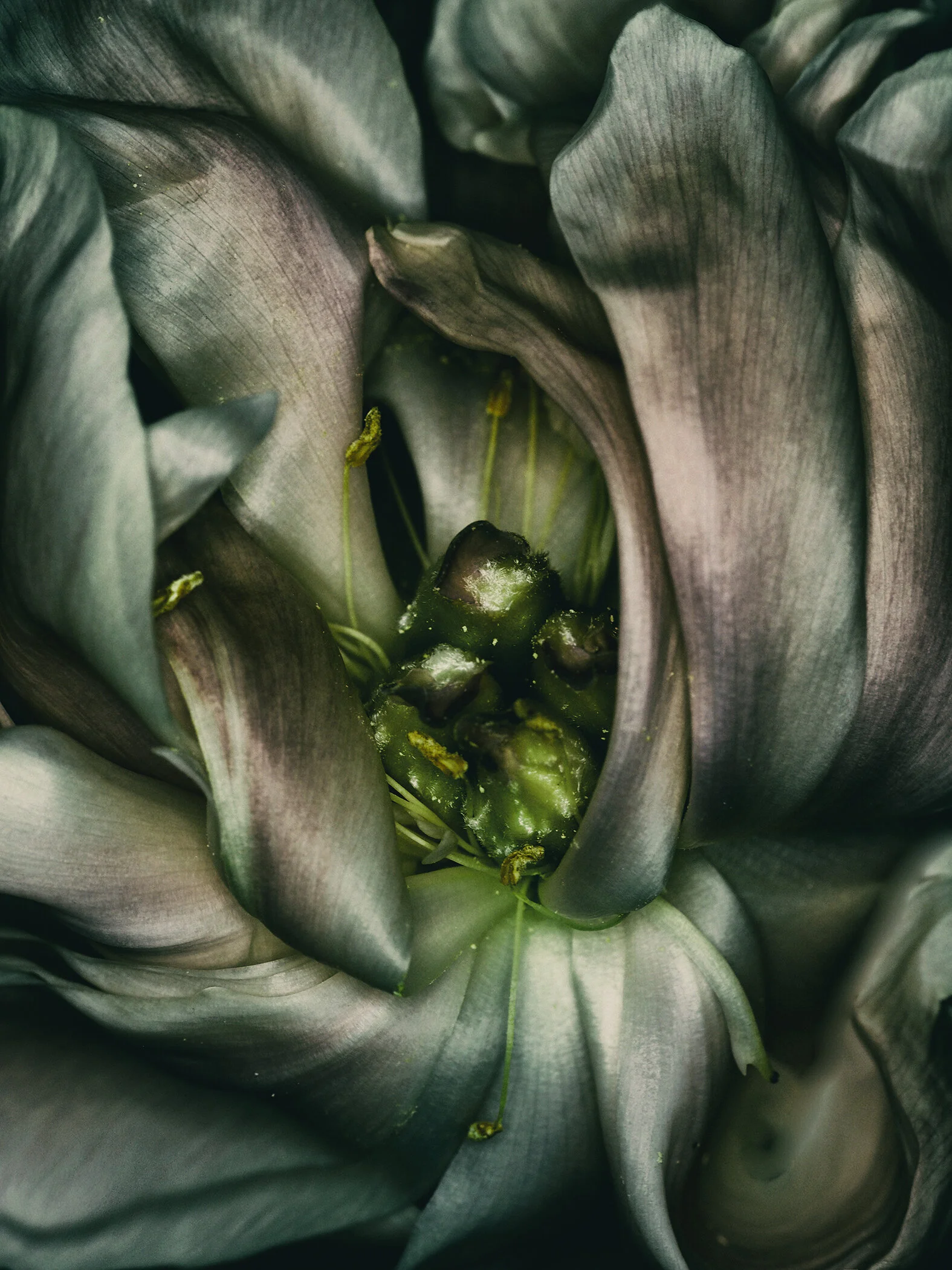 _4120219 - copie.JPG