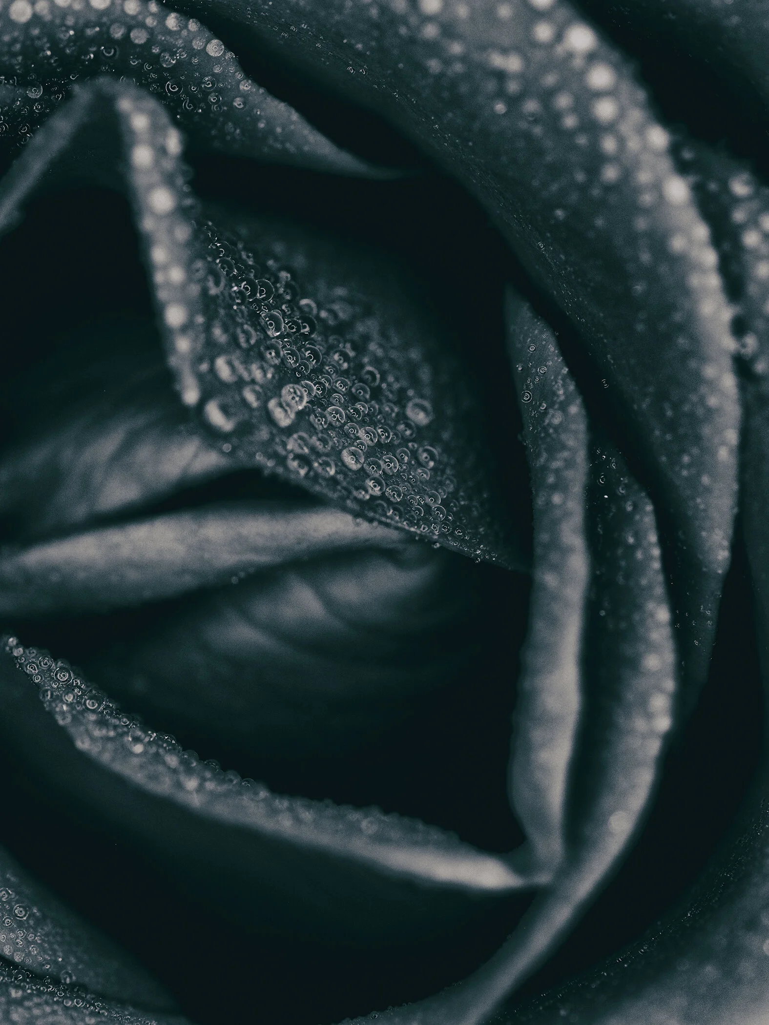 _B040309 - copie.JPG