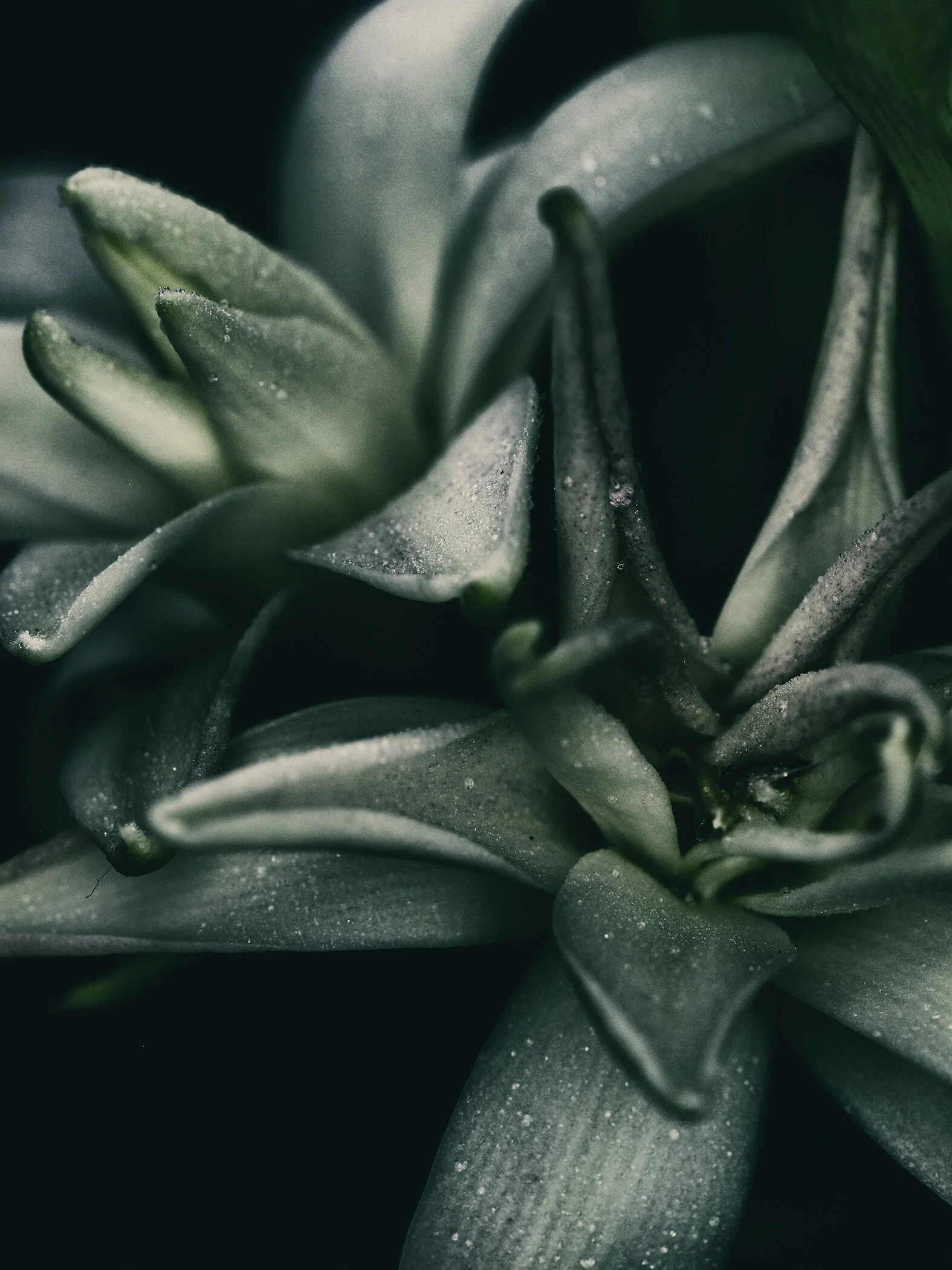 _B040356 - copie.JPG