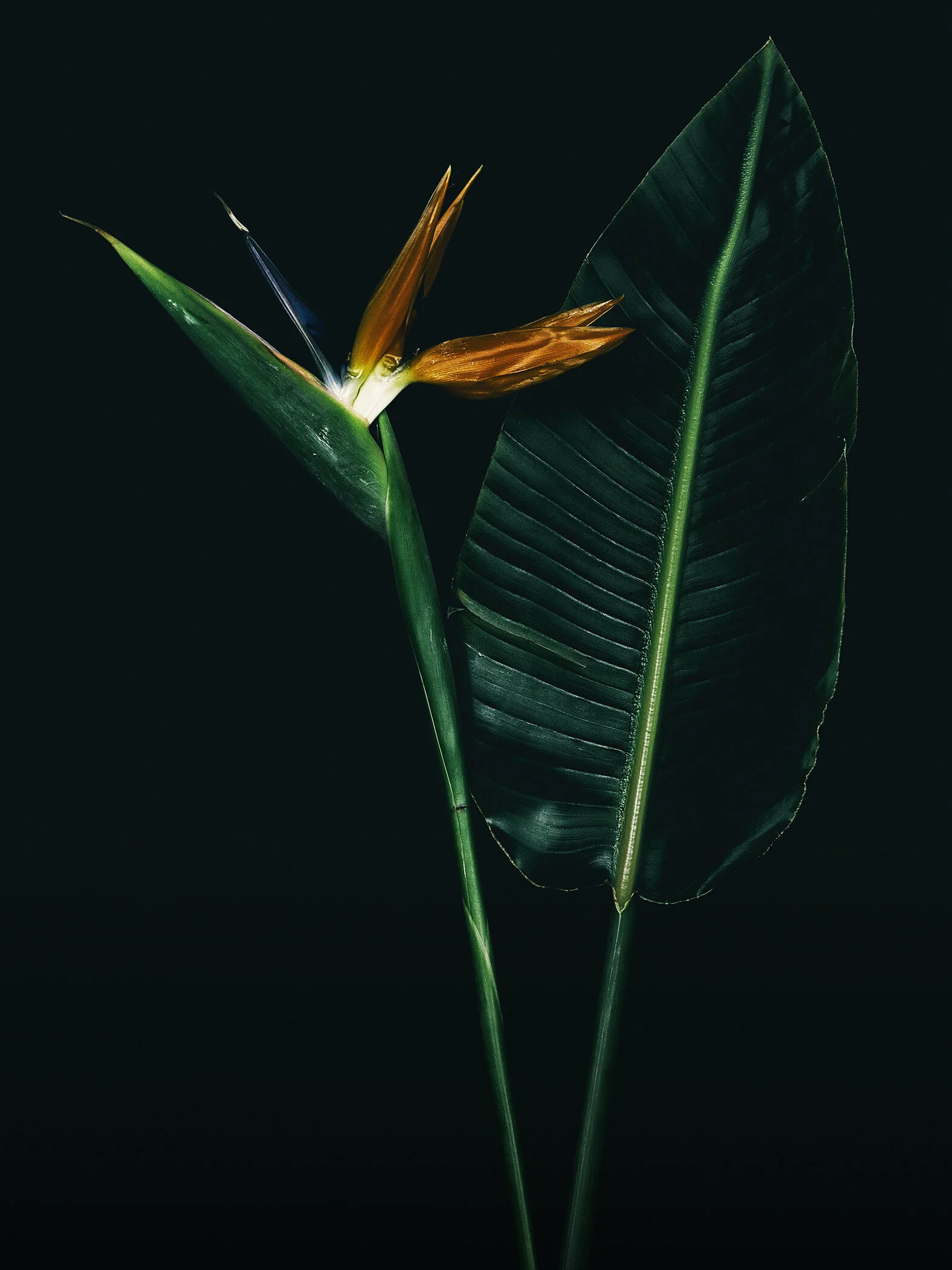 colibri.jpg