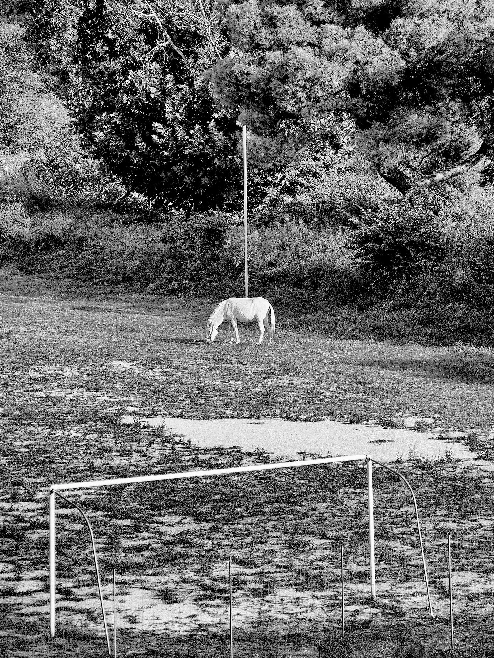 Horse on pic big.JPG