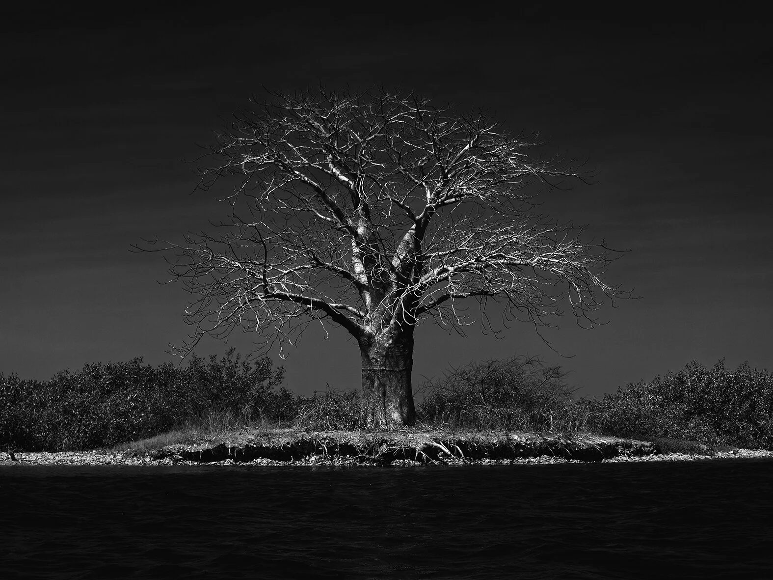 the tree small.jpg