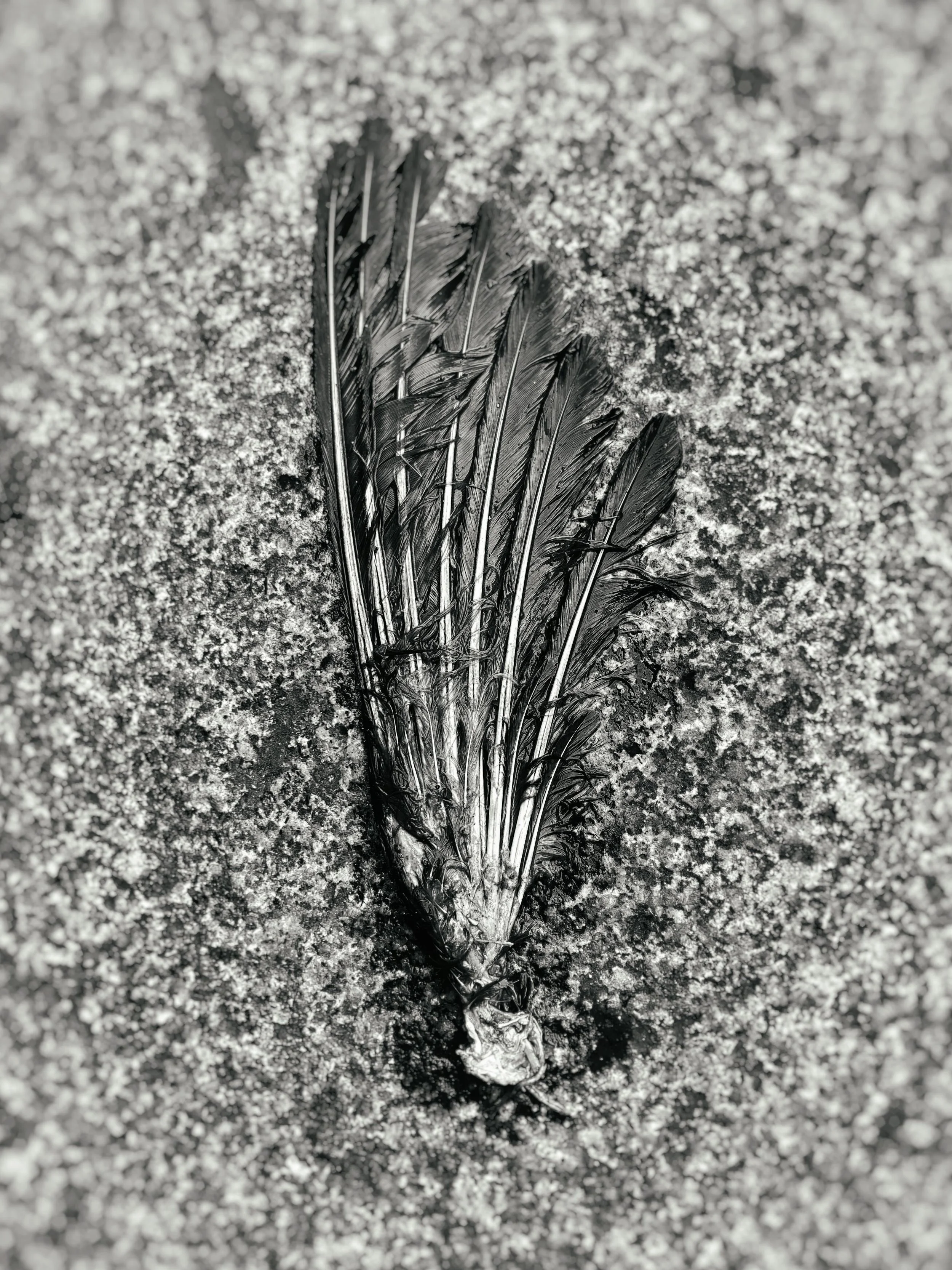pigeon mort 4x3.jpg