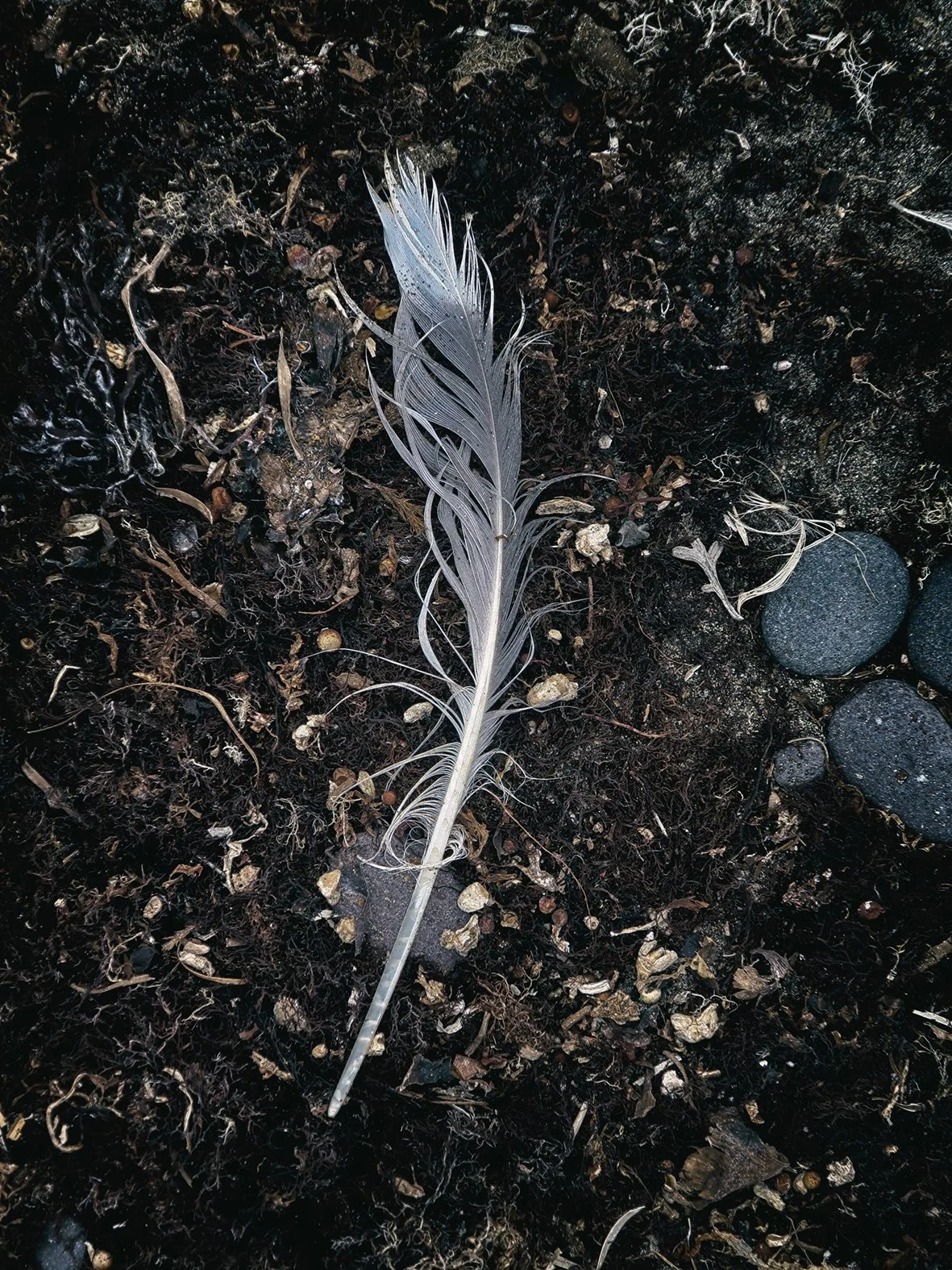 plume small.jpg