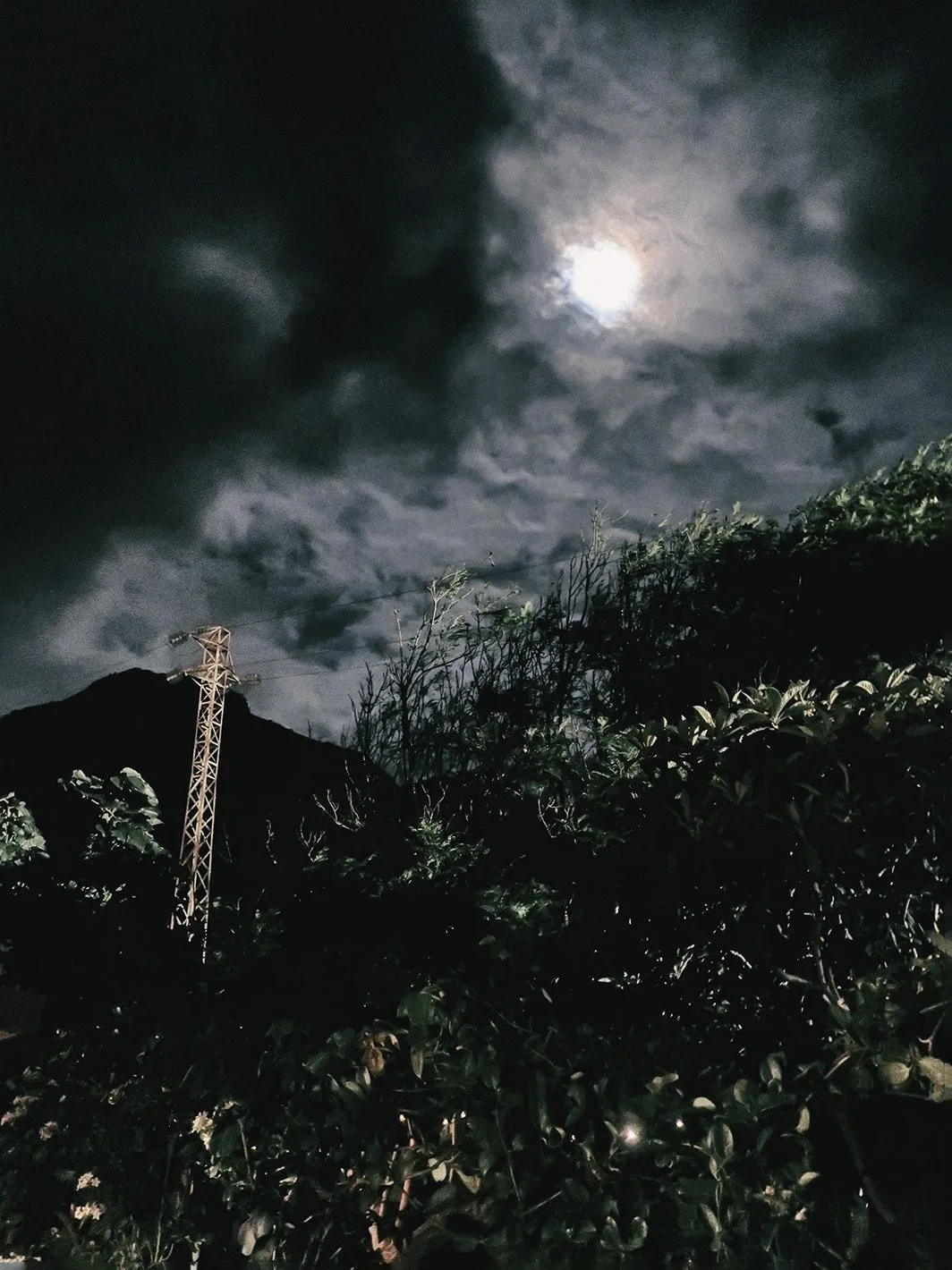 emi garden 2 tenerif insta.jpg