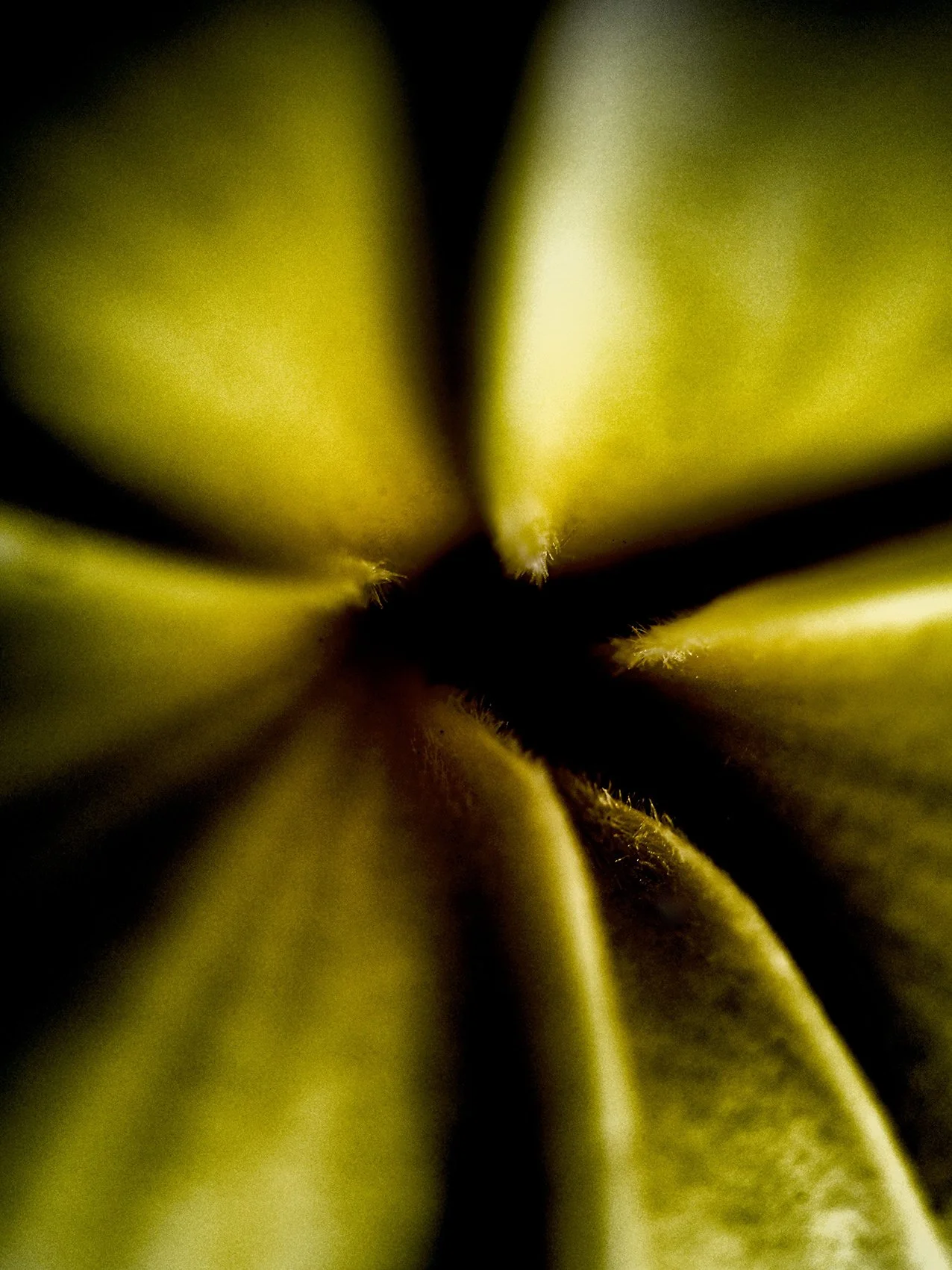 fleur tenerif 4 site.jpg