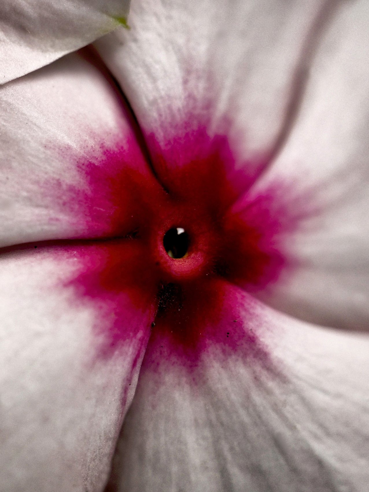 fleur tenerif 5 site.jpg
