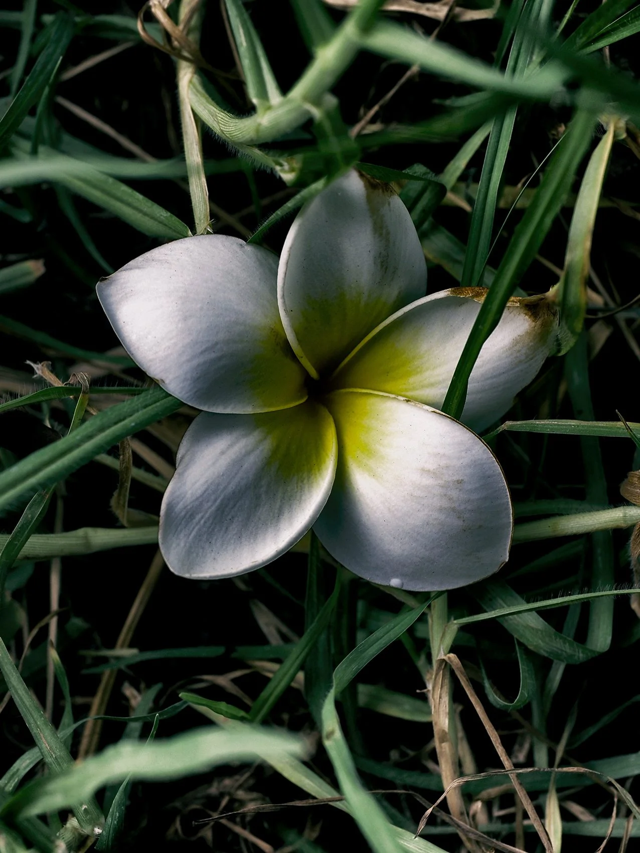 fleur tenerif 1 site.jpg