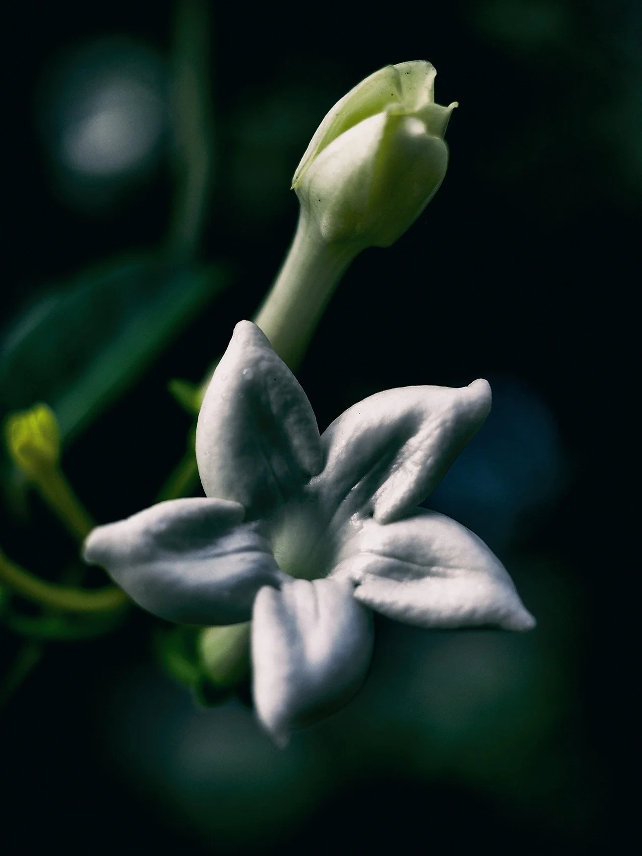 fleur tenerif 2 site.jpg