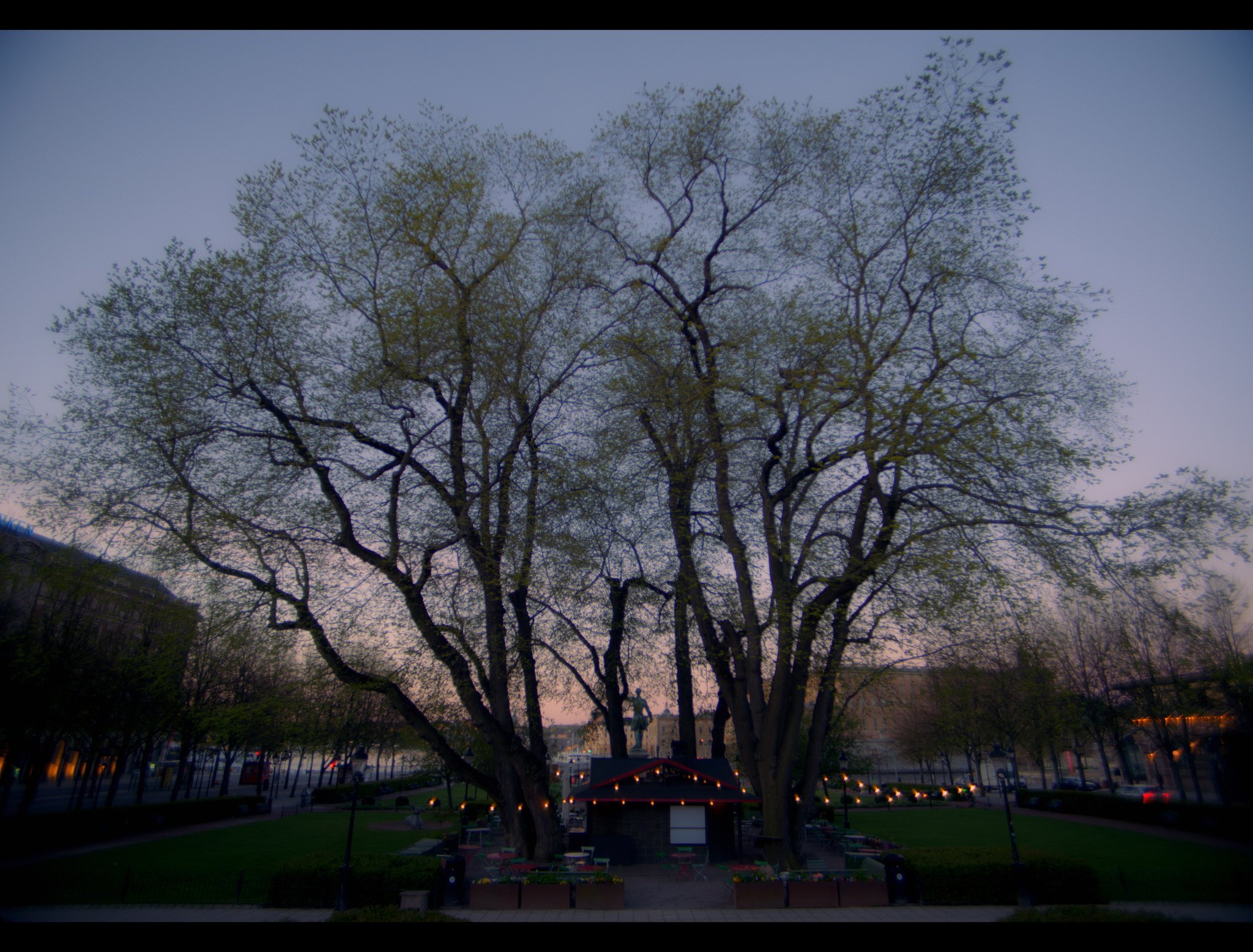 ALMARNA (THE ELMS)