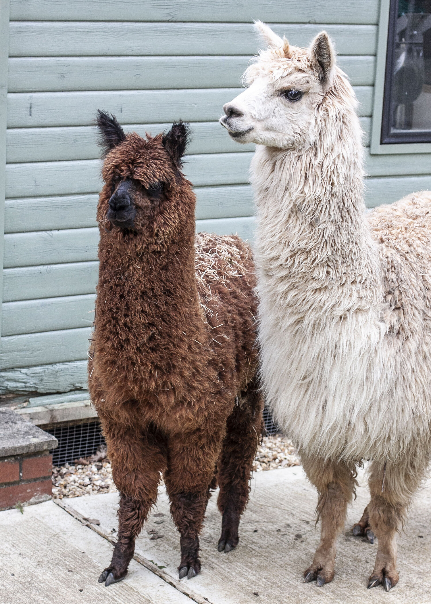 alpacas_4.jpg