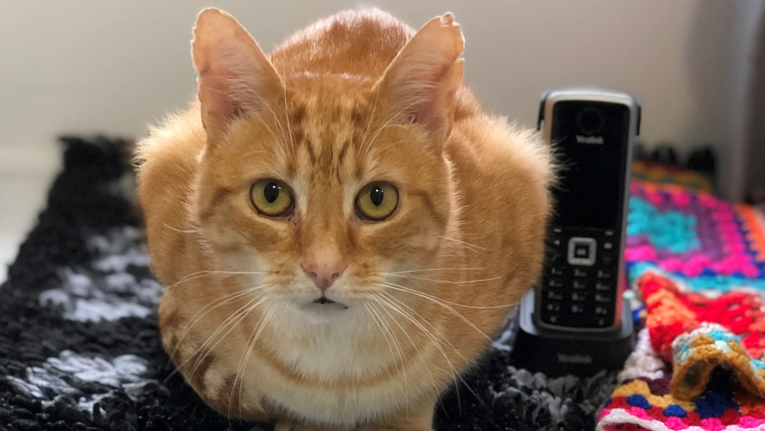 Contact us — Bohemia Boarding