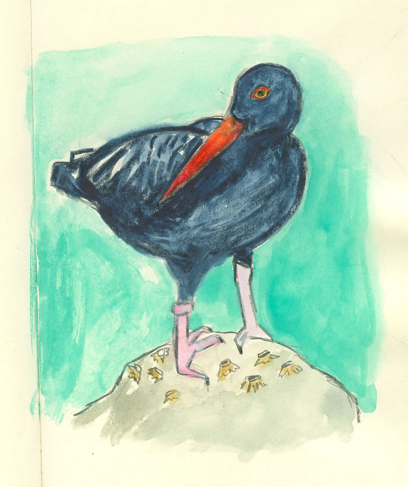 shorebird-oystercatcher.jpg