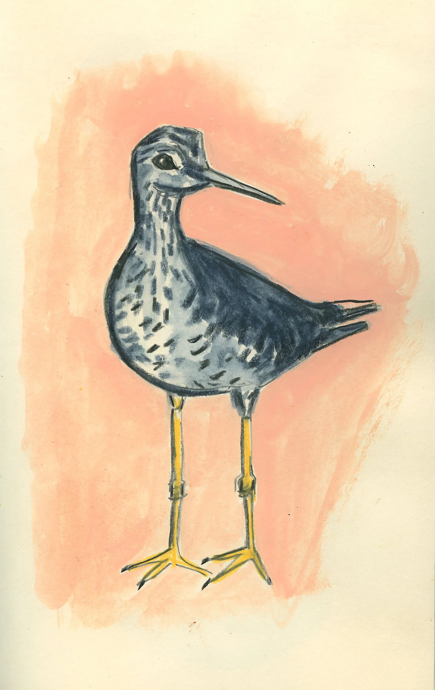 shorebird yellowlegs.jpg