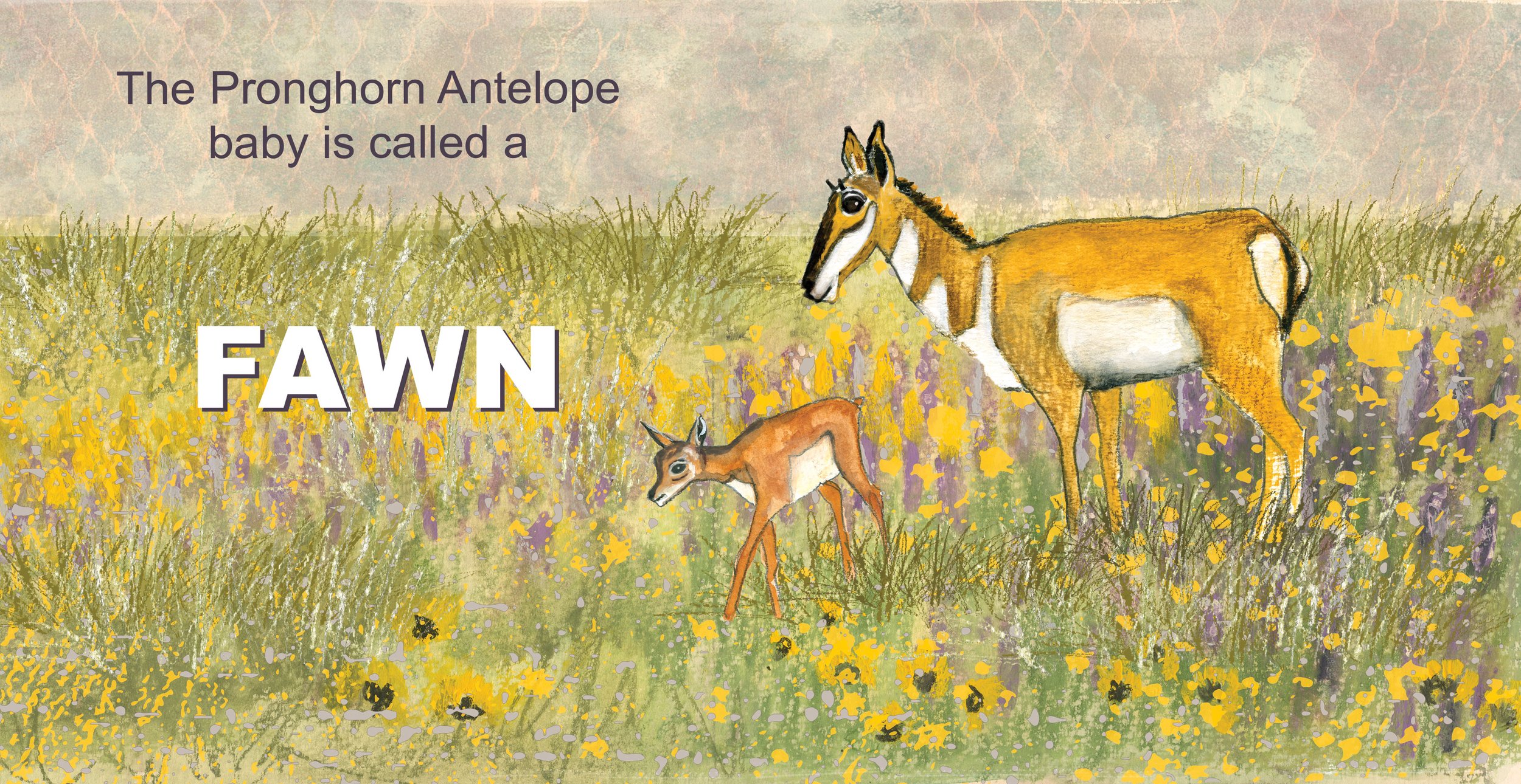 Spreads_Antelope.jpg