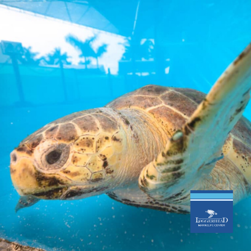 Explore the Environment With Loggerhead Marinelife Center