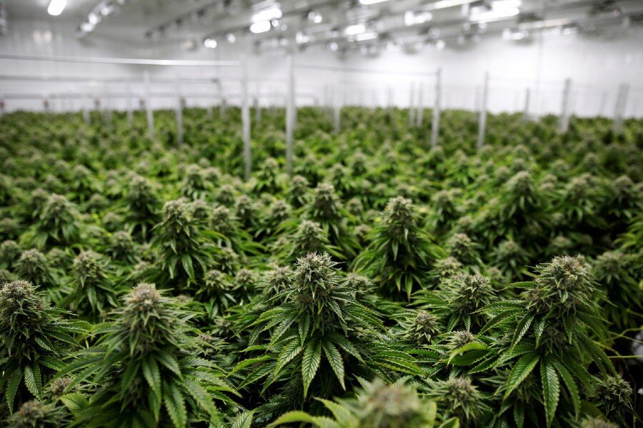 New Jersey, Arizona approve recreational marijuana, Florida raises minimum wage