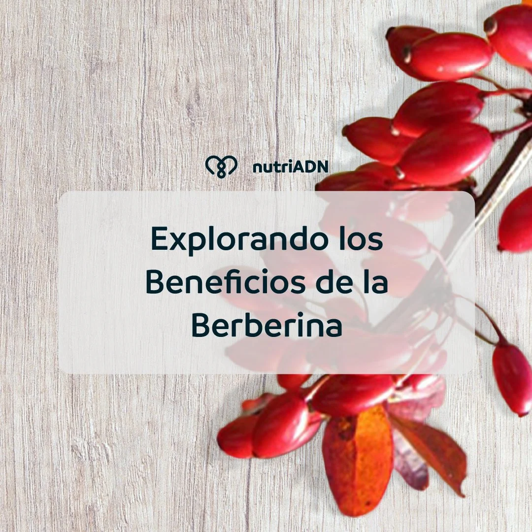 Explorando los Beneficios de la Berberina