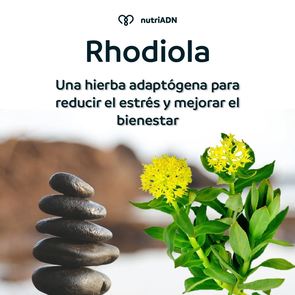 Rhodiola: Una Hierba Adaptógena para Reducir el Estrés y Mejorar el Bienestar