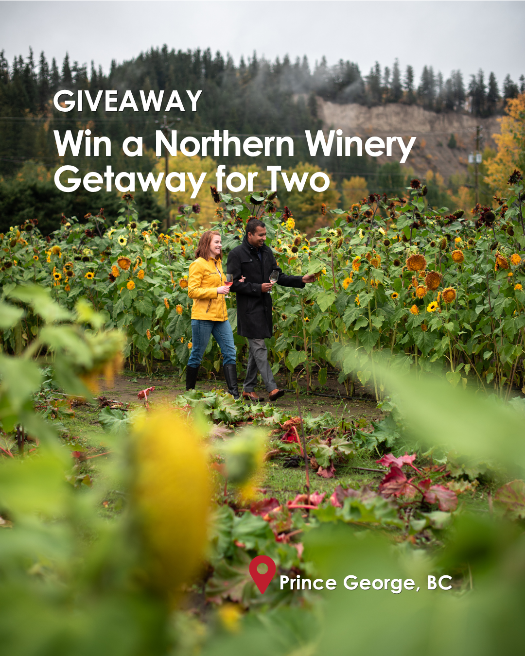 Sip, Savour, Stay: Northern Winery Getaway