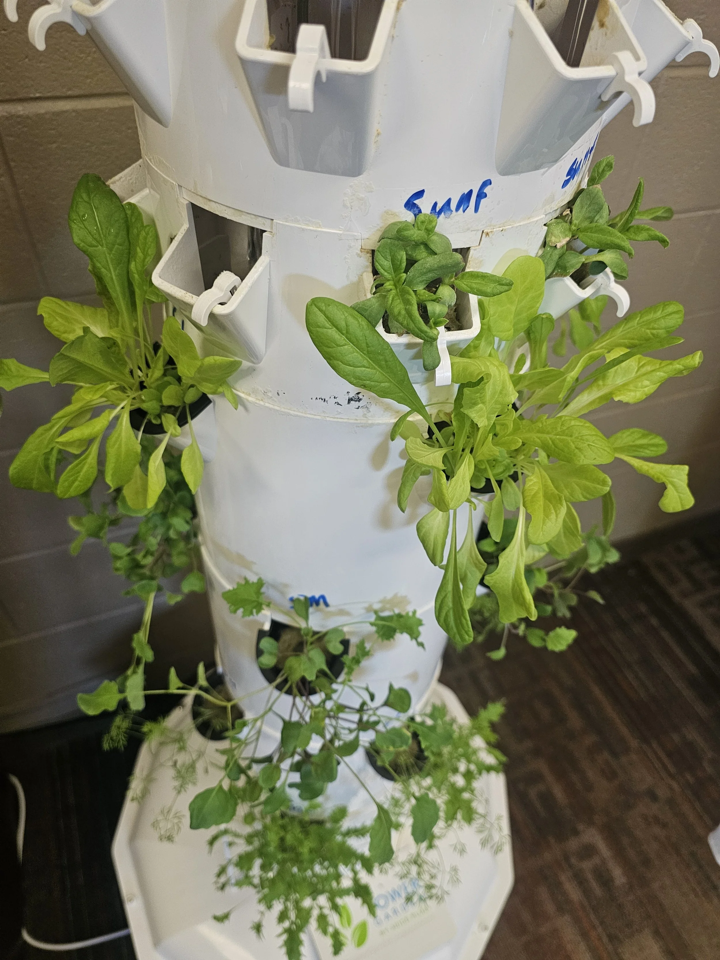A tower garden with lettuce and herbs growing indoors