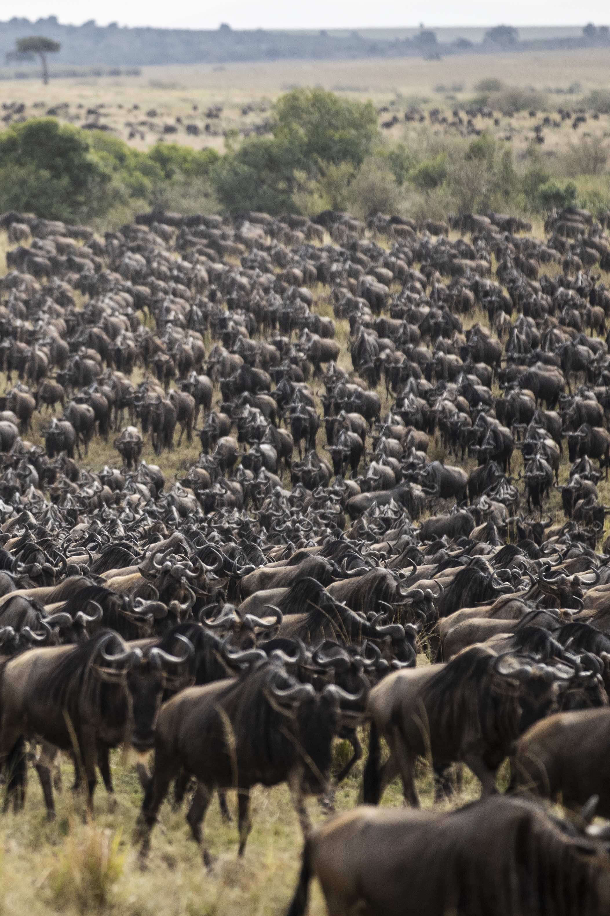 Wildebeest crossing the sand river in the Masai Mara
