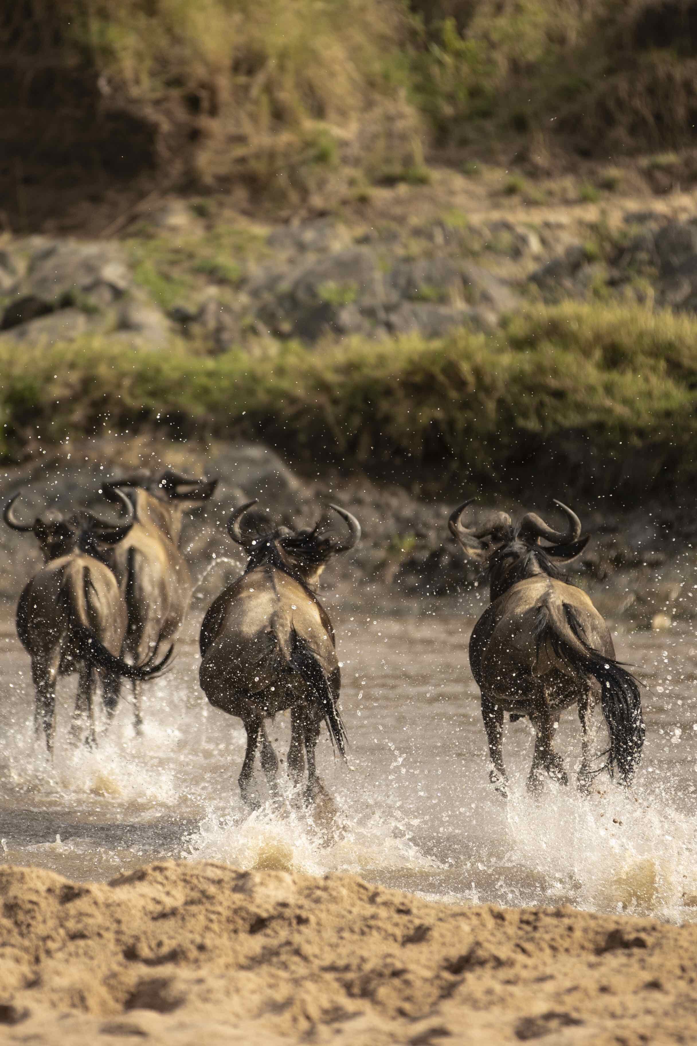 Wildebeest crossing the sand river in the Masai Mara