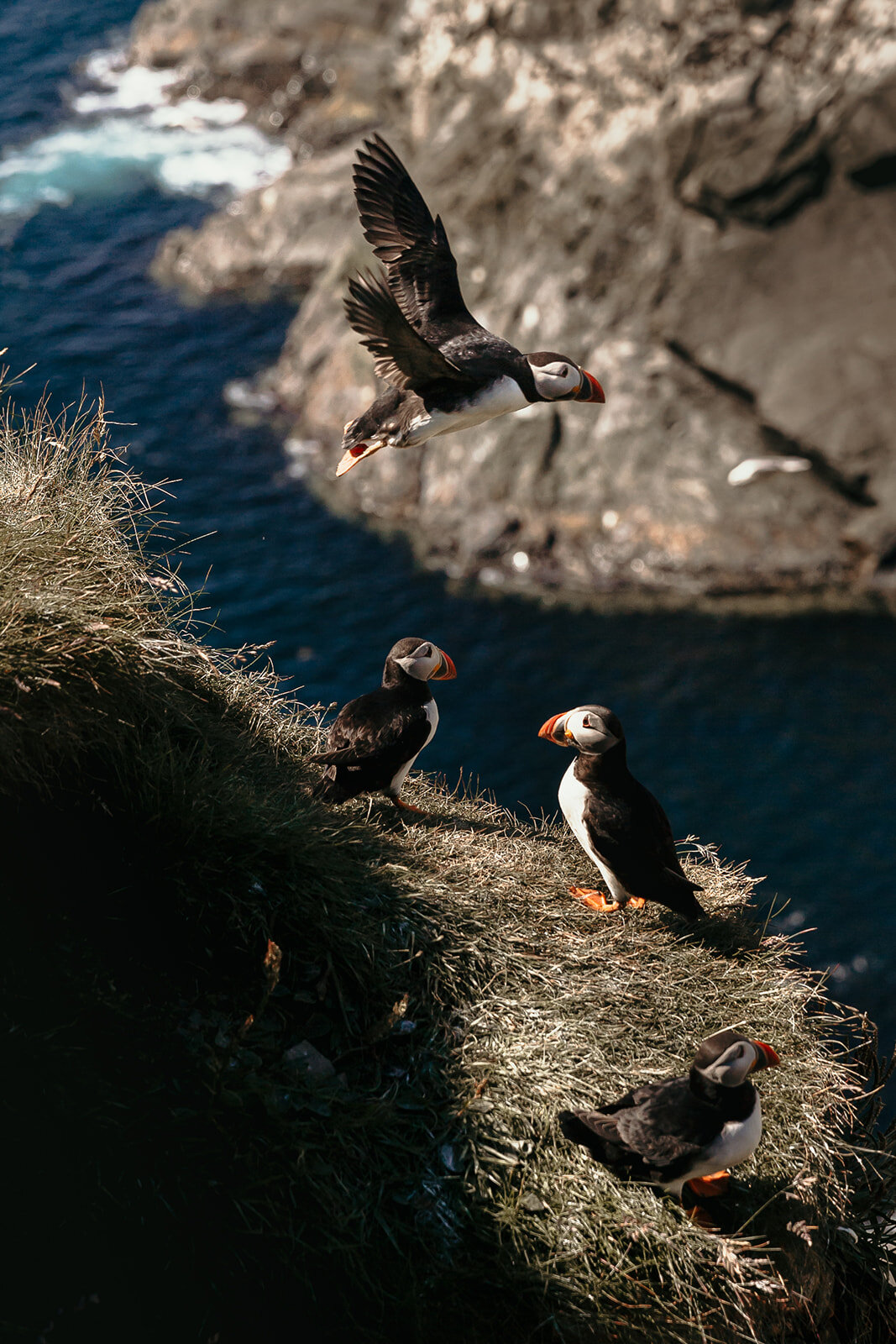 Shetland Islands - Puffins - Wilder Magazine