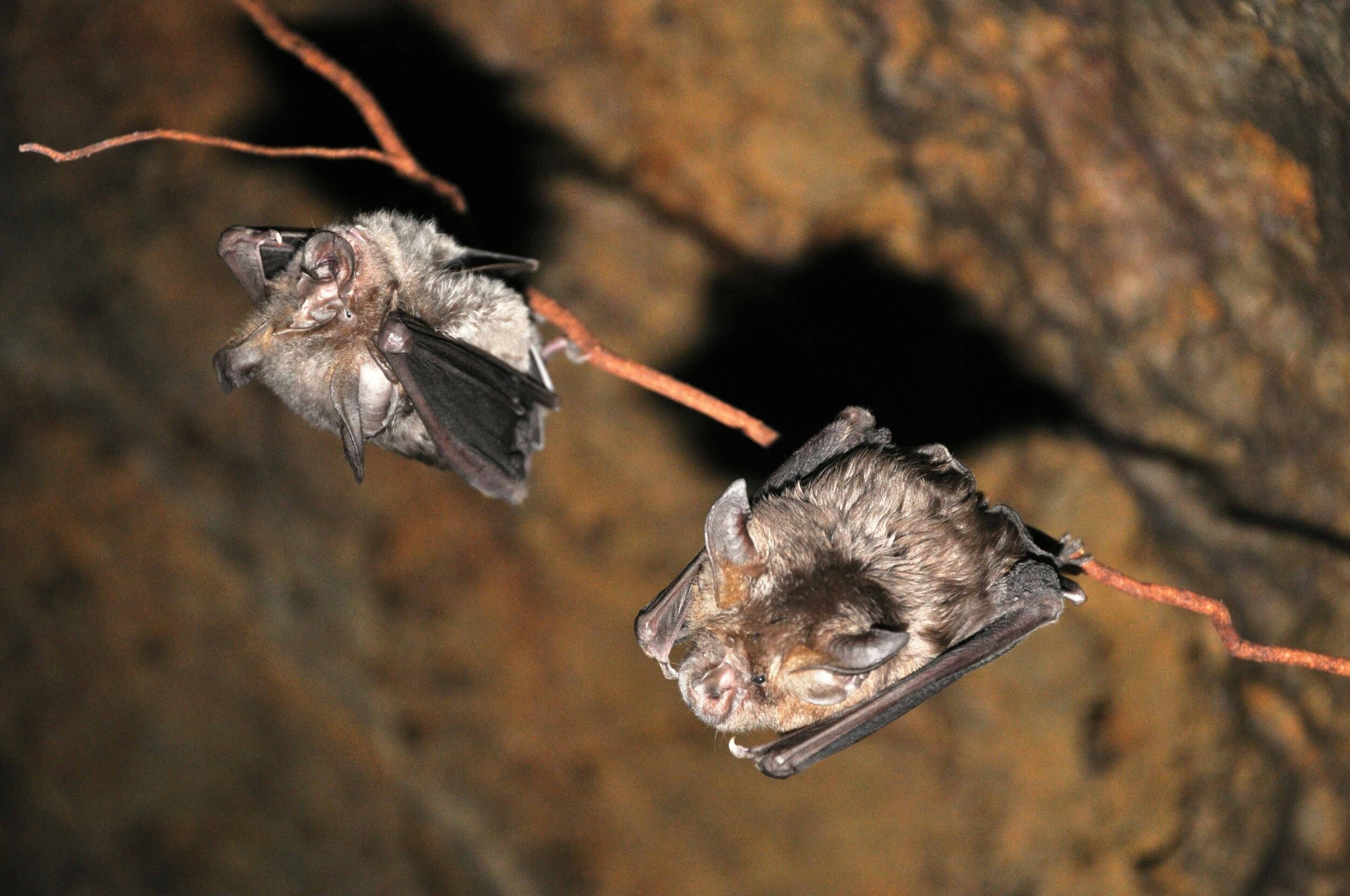Wilder Magazine - Kenyan Caves - Insect-Eating Bats Chyulu Hills