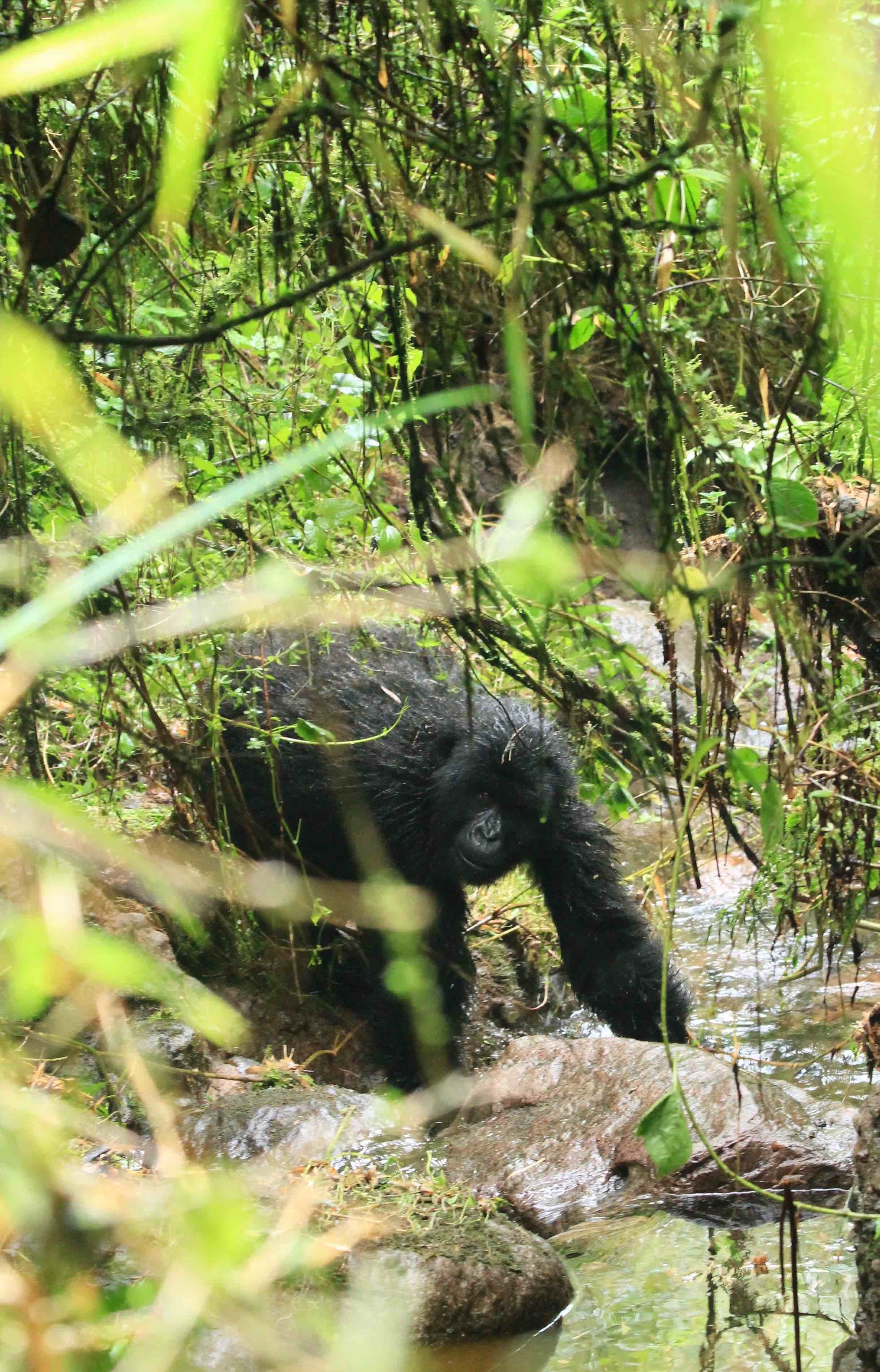 Wilder Magazine - Rwanda Gorilla Trekking - Volcanoes National Park - Gorilla by River