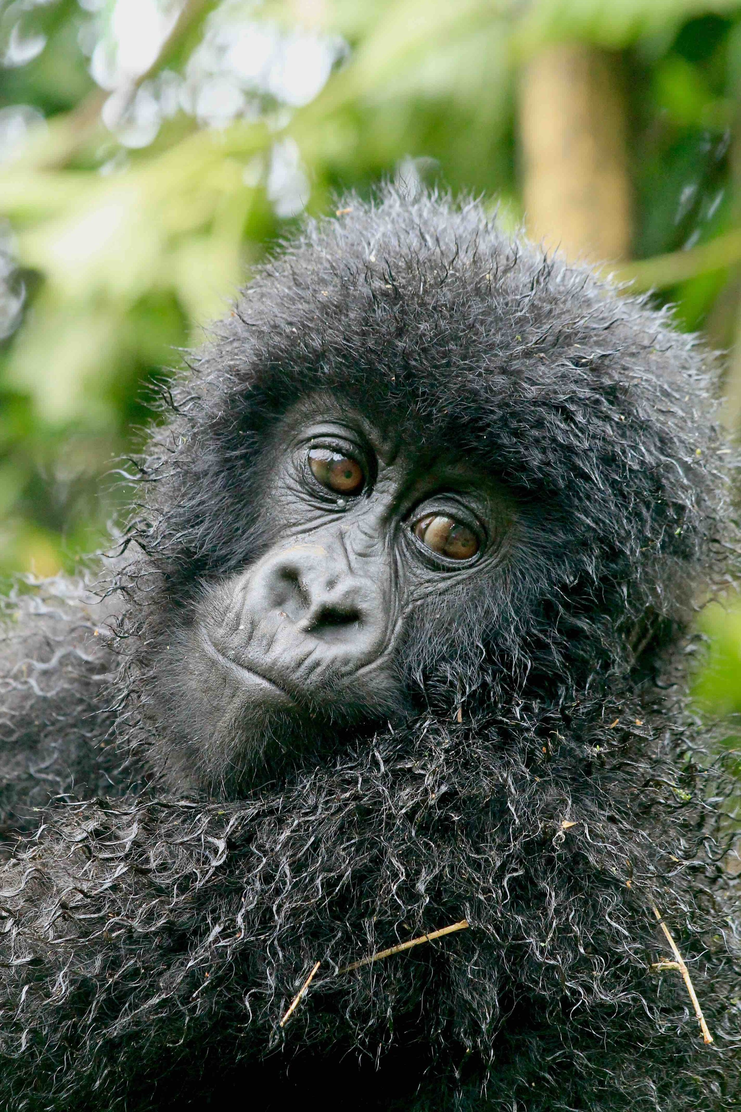 Wilder Magazine - Rwanda Gorilla Trekking - Volcanoes National Park - Young Gorilla